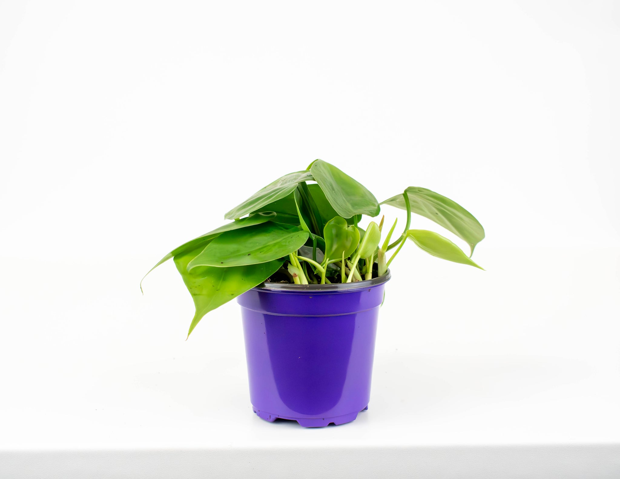 philodendron purple and green 4