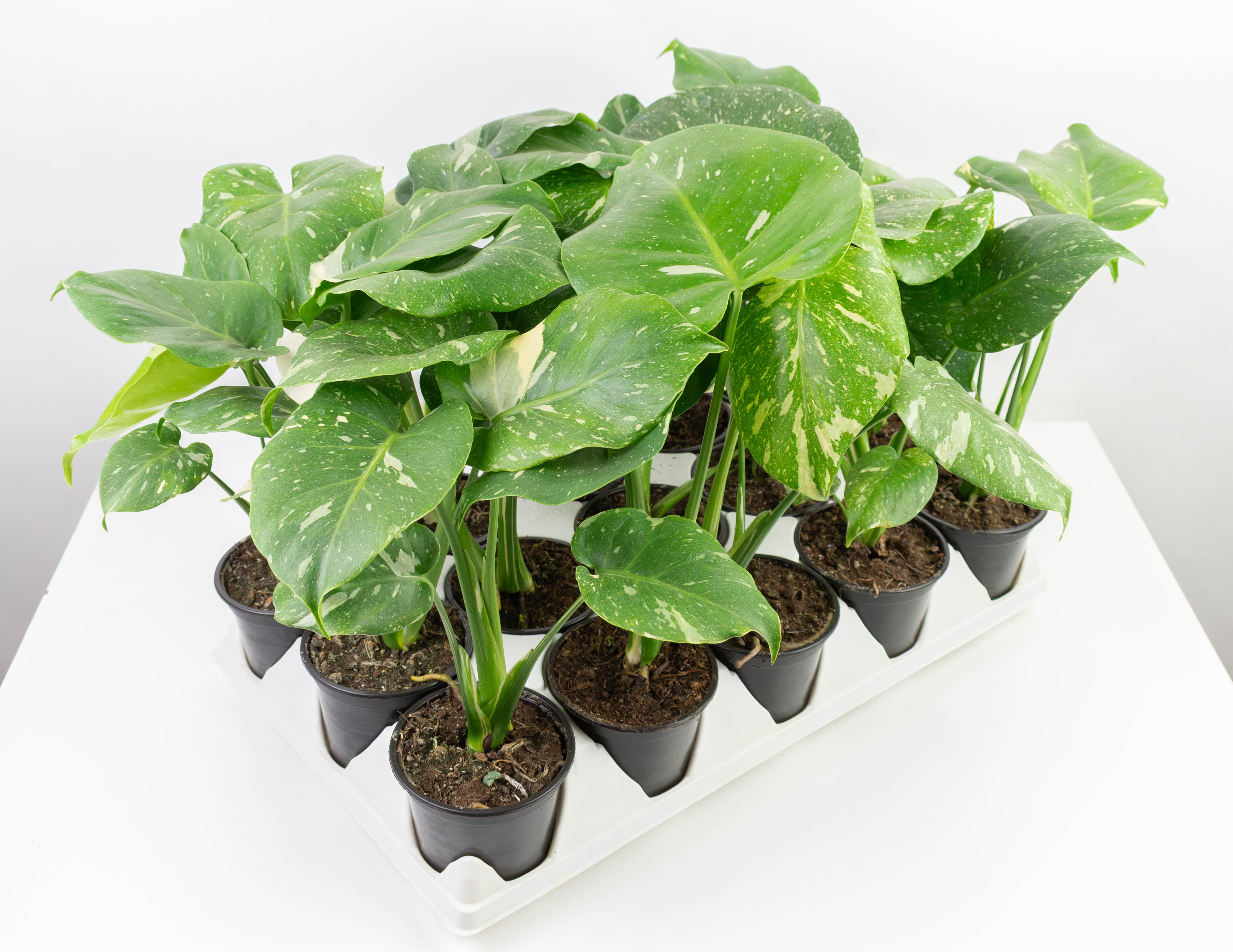4" Philodendron, Monstera Thai Constellation - PAK 15  Colasanti Farms