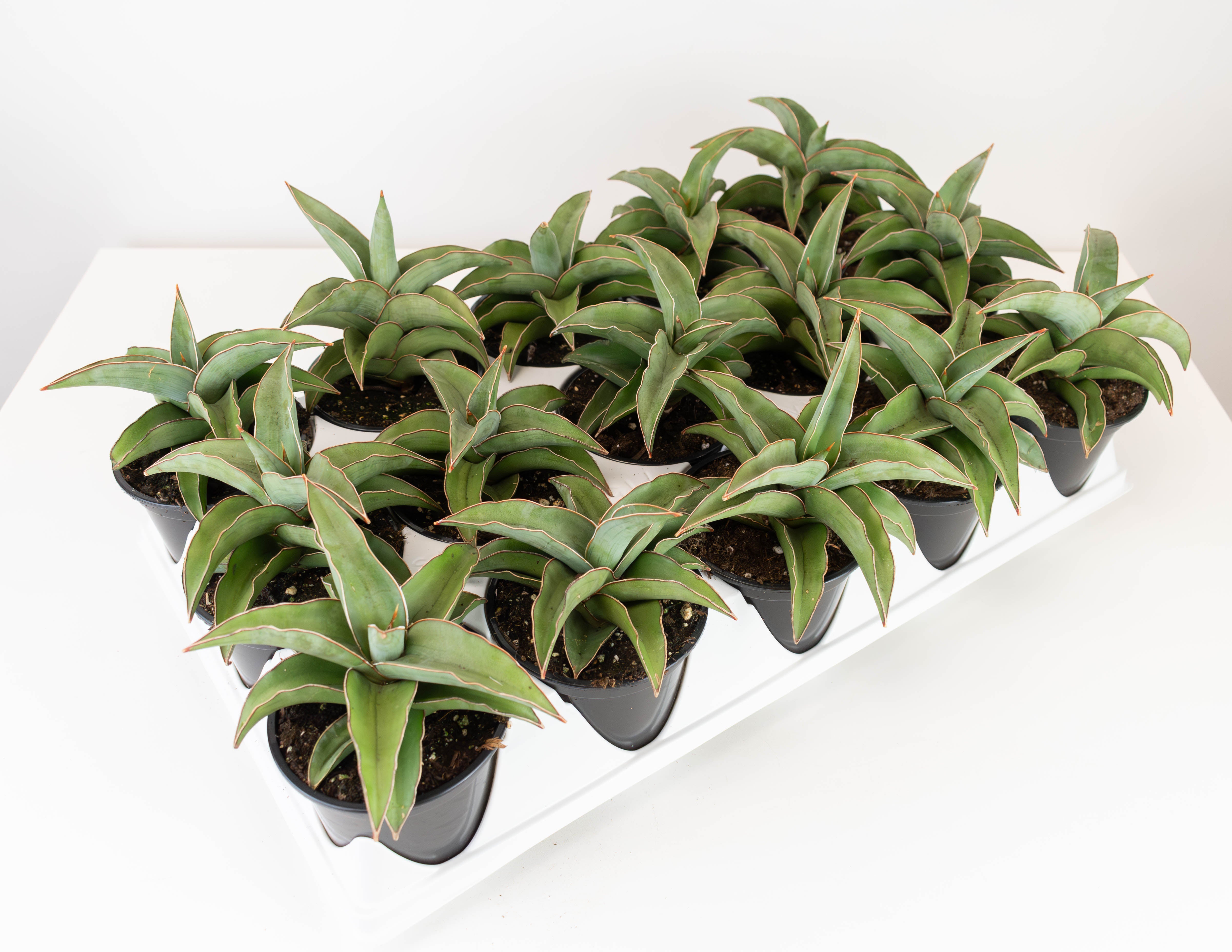 sansevieria blue 4" Sansevieria, Blue Kew