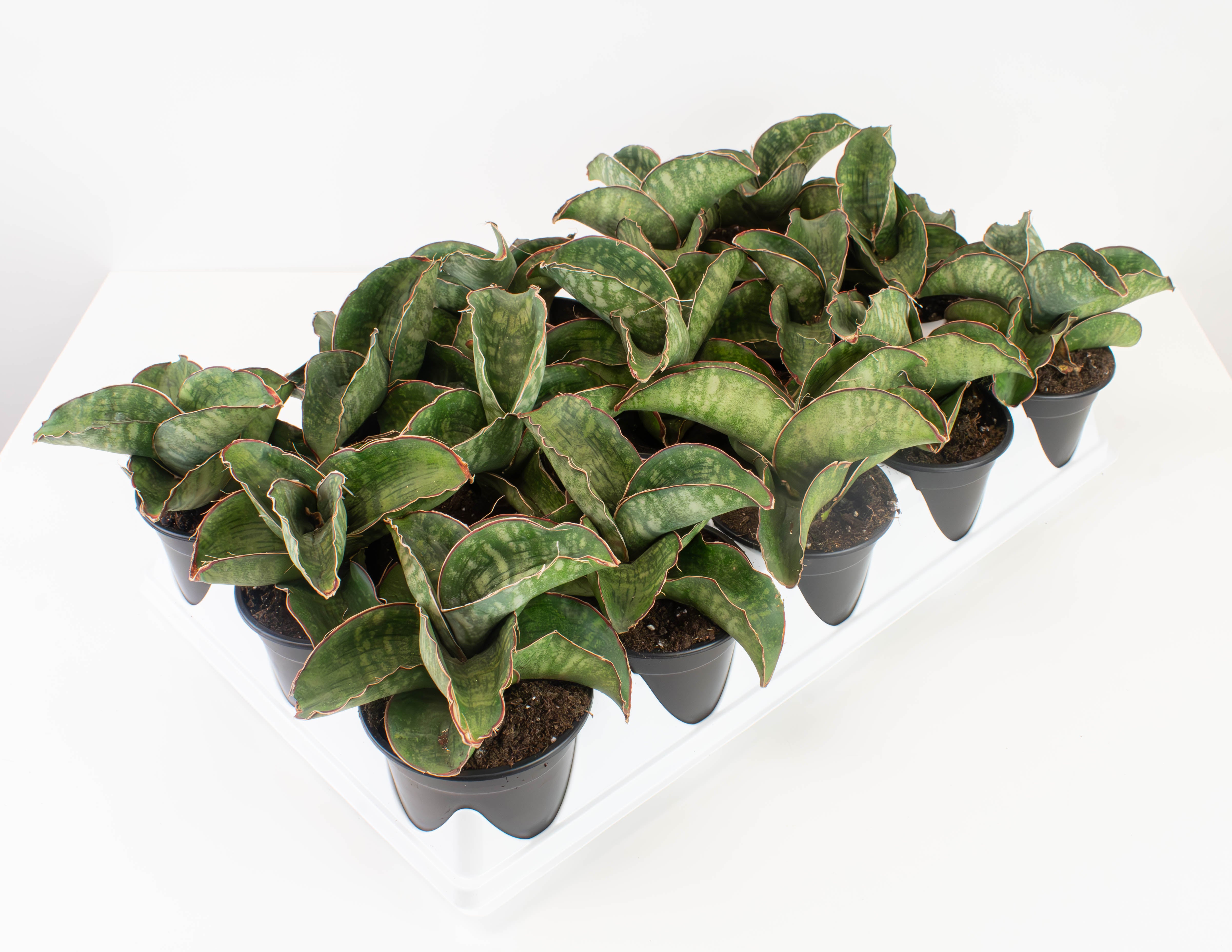 dragon sansevieria 4" Sansevieria, Dragon Wing