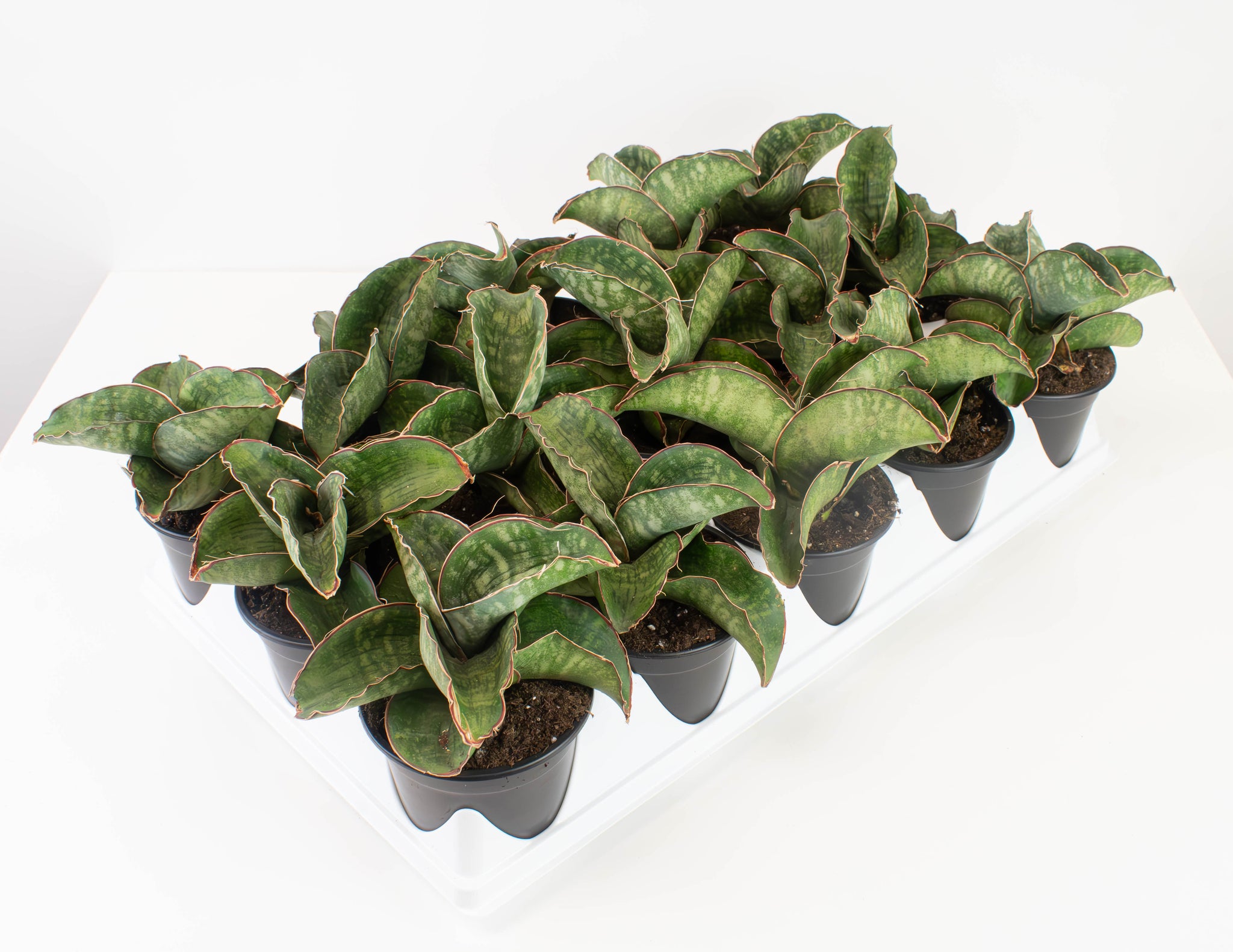 dragon wing snake plant 4" Sansevieria, Dragon Wing