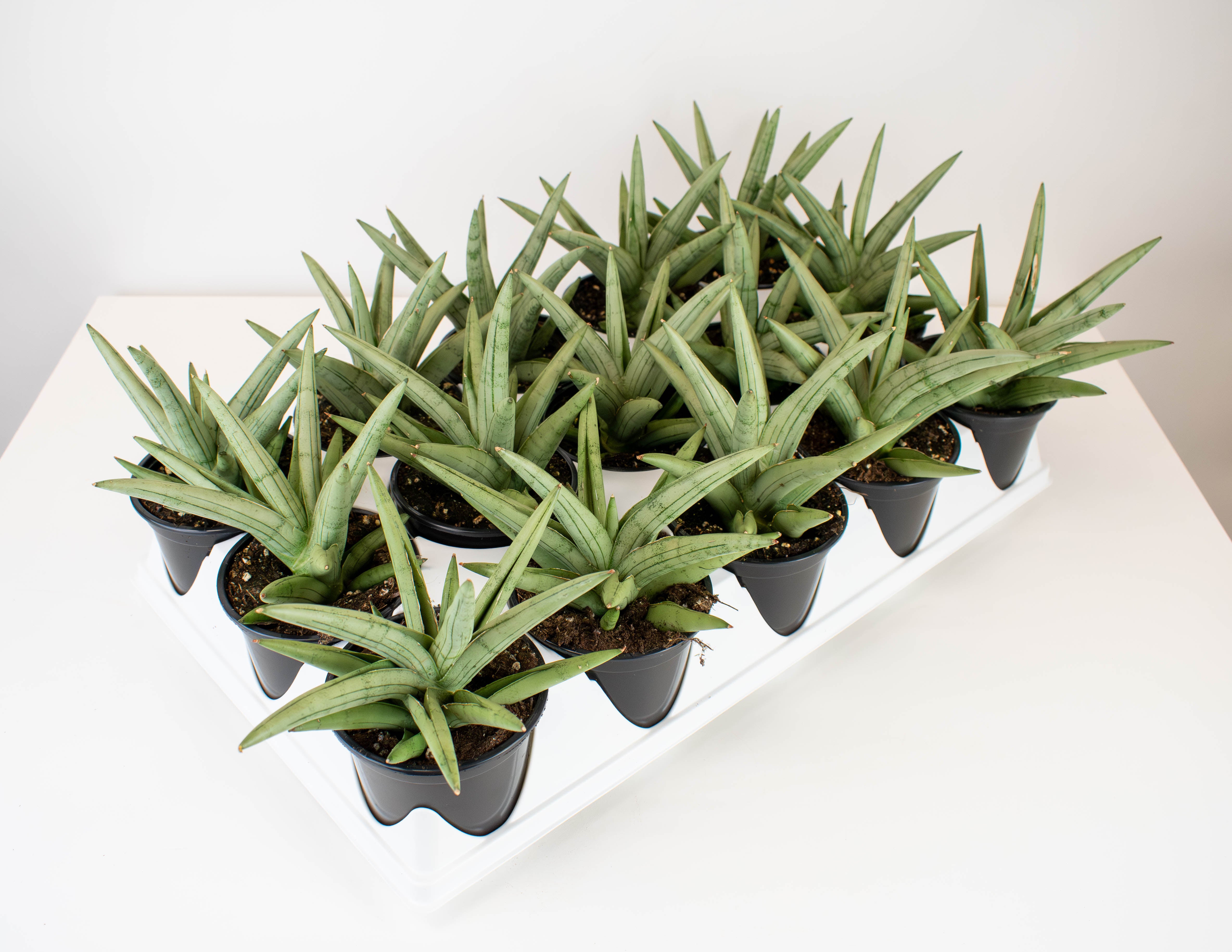 sansevieria crown 4" Sansevieria, Silver Crown