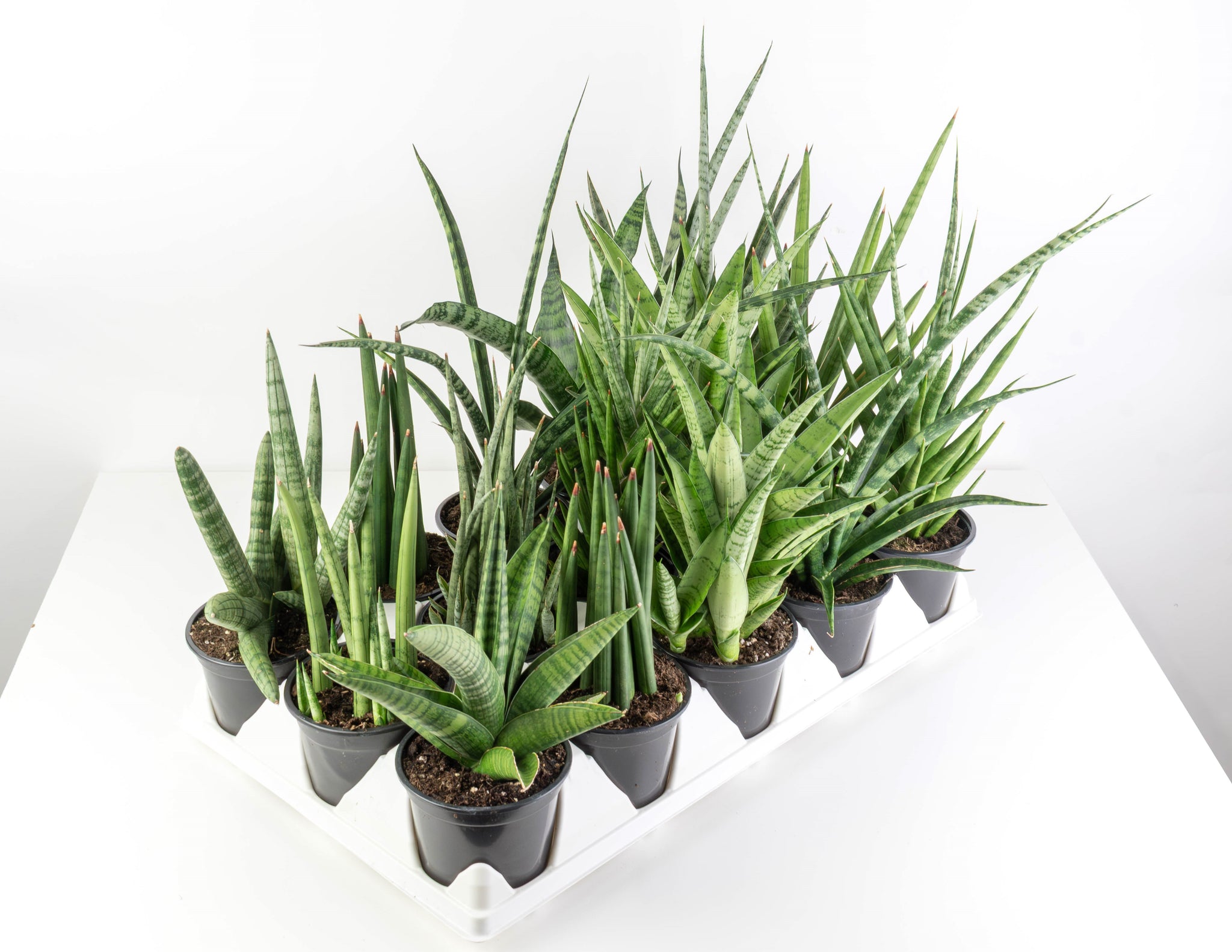4Sansevieria_BulletProofAssort