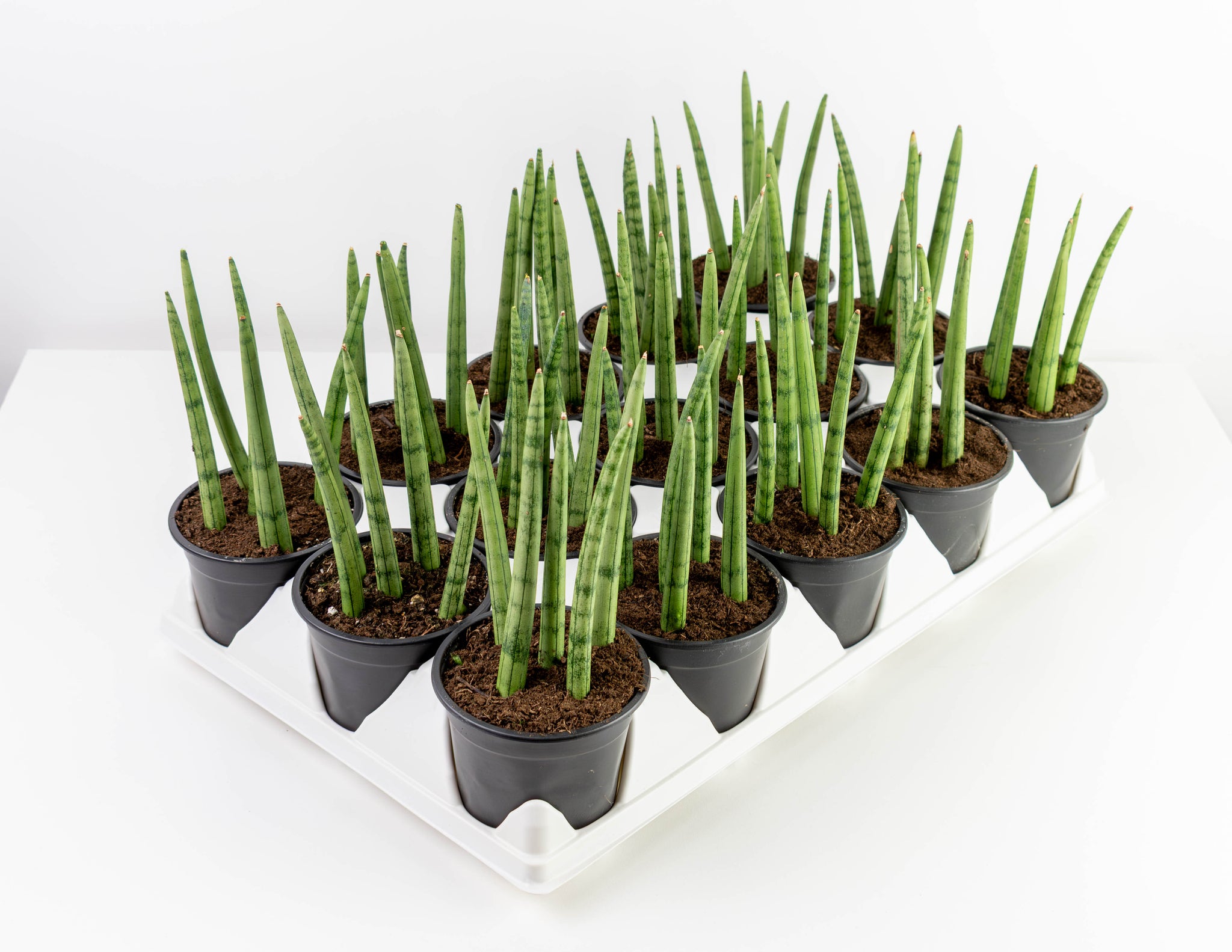 dragon fingers snake plant 4" Sansevieria, Dragon Fingers