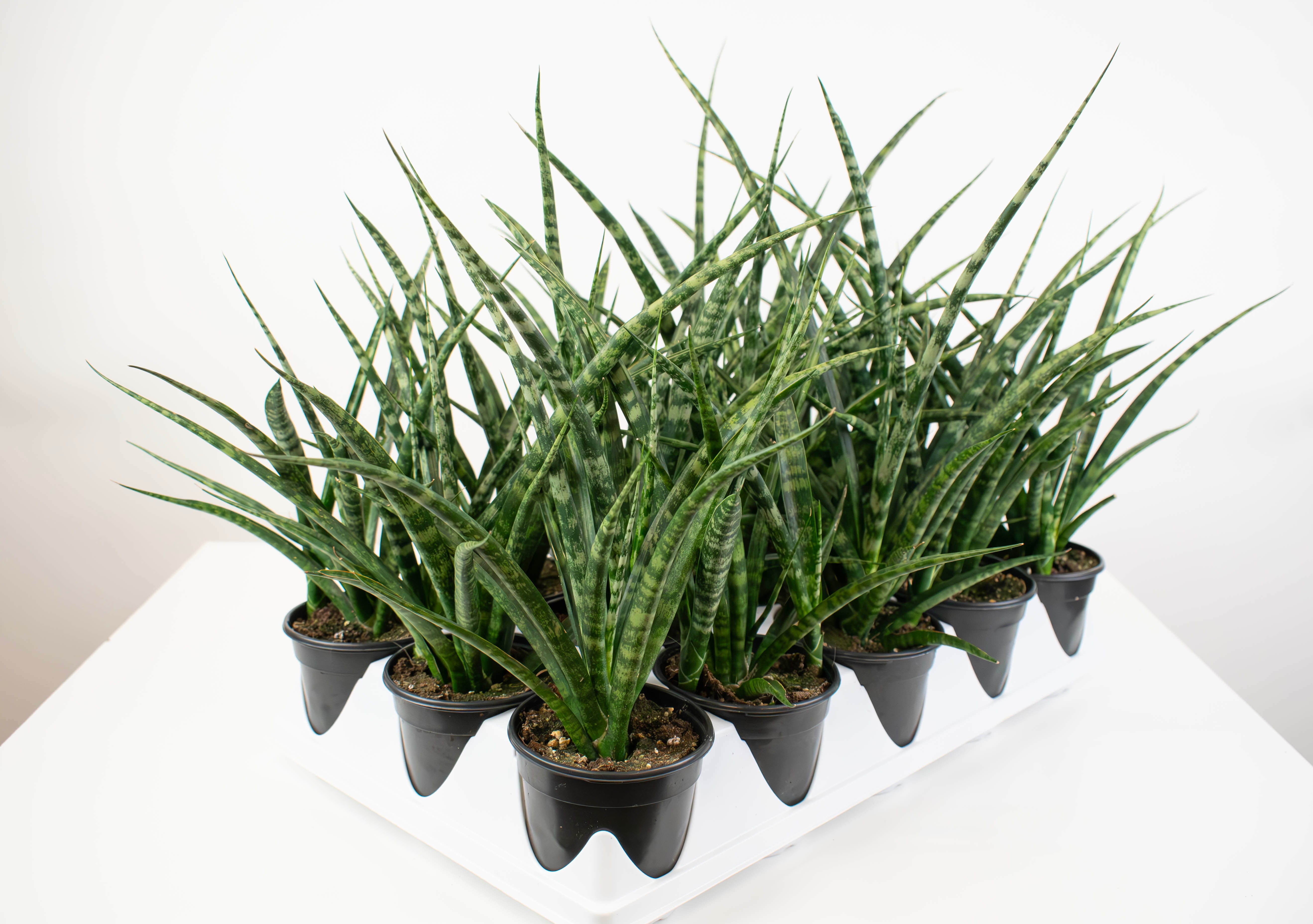 sansevieria fernwood 4" Sansevieria, Fernwood Natural Shape