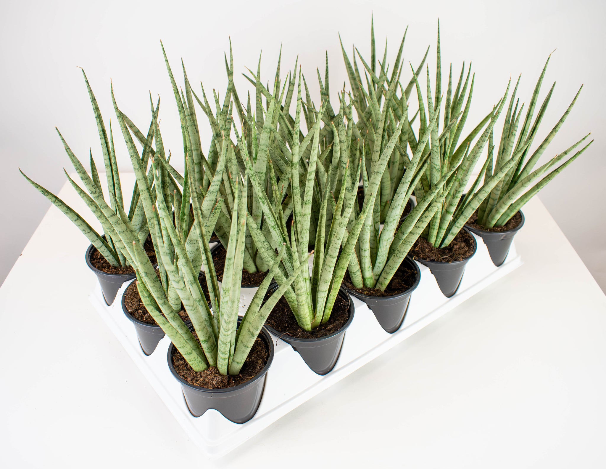Sansevieria  Page 3  Colasanti Farms