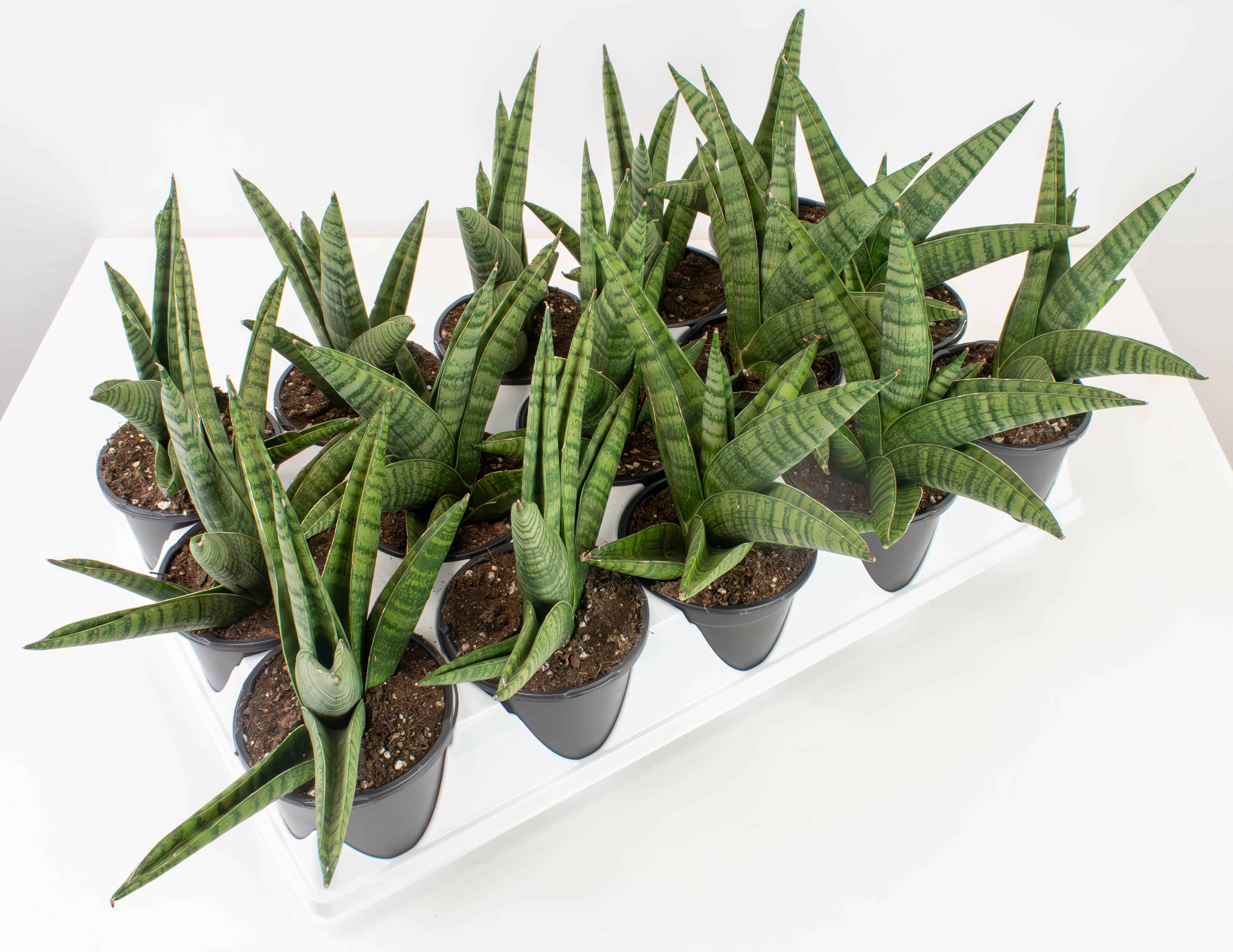 hybrid snake plant 4" Sansevieria, Indo Hybrid