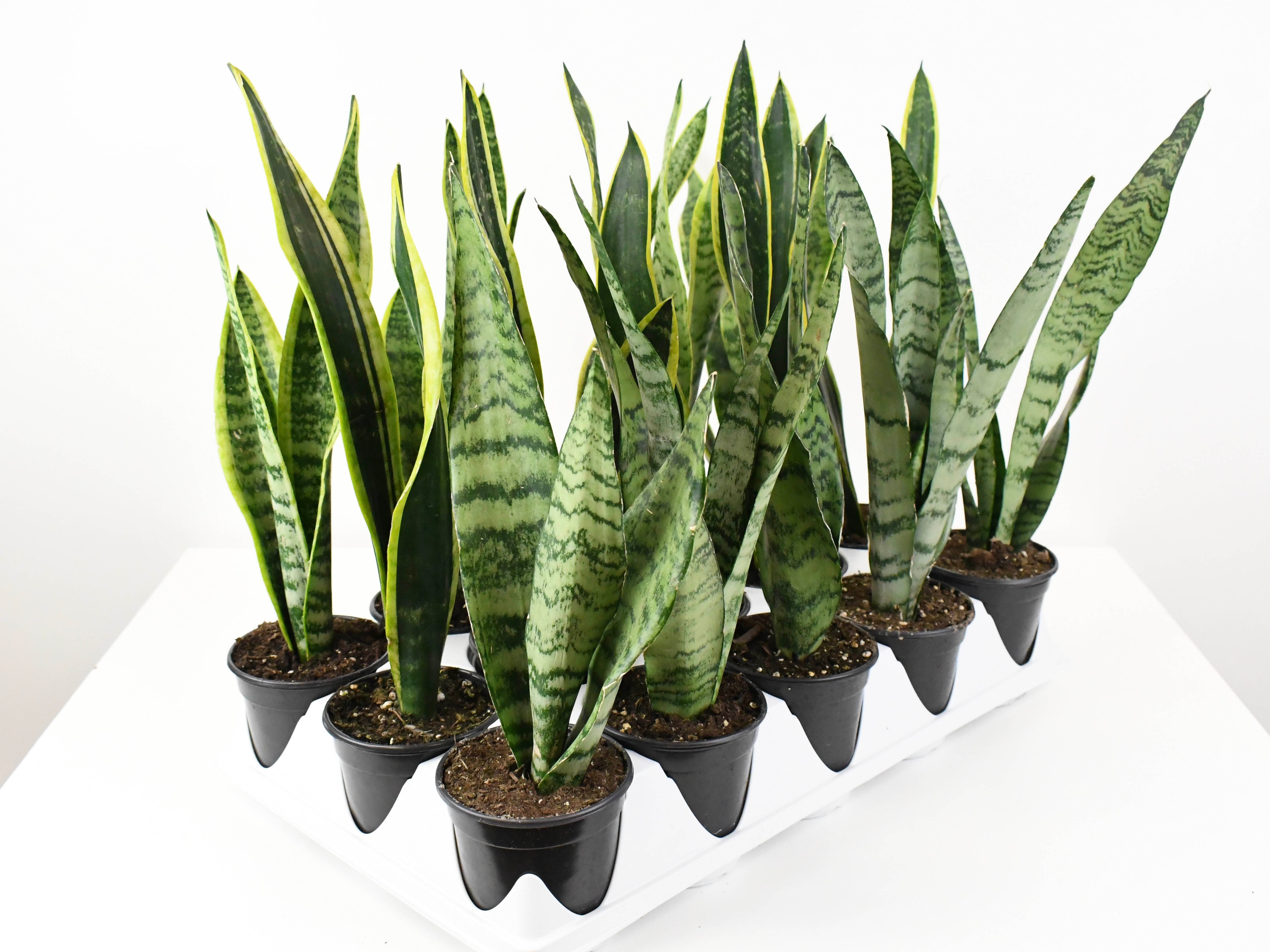 4Sansevieria_LaurentiiZeylanic