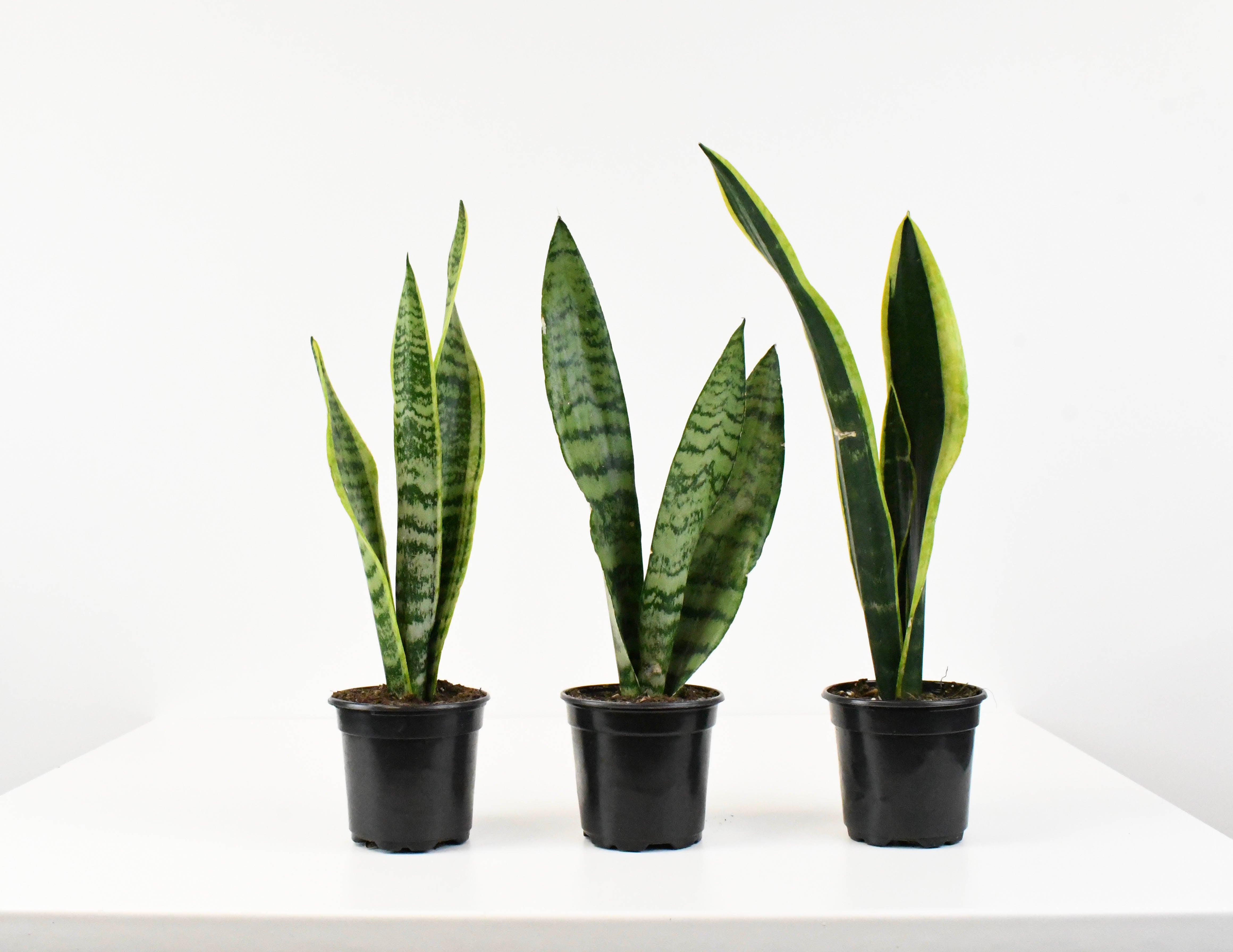 sansevieria laurentii vs sansevieria zeylanica 4" Sansevieria, Laurentii/Zeylanica