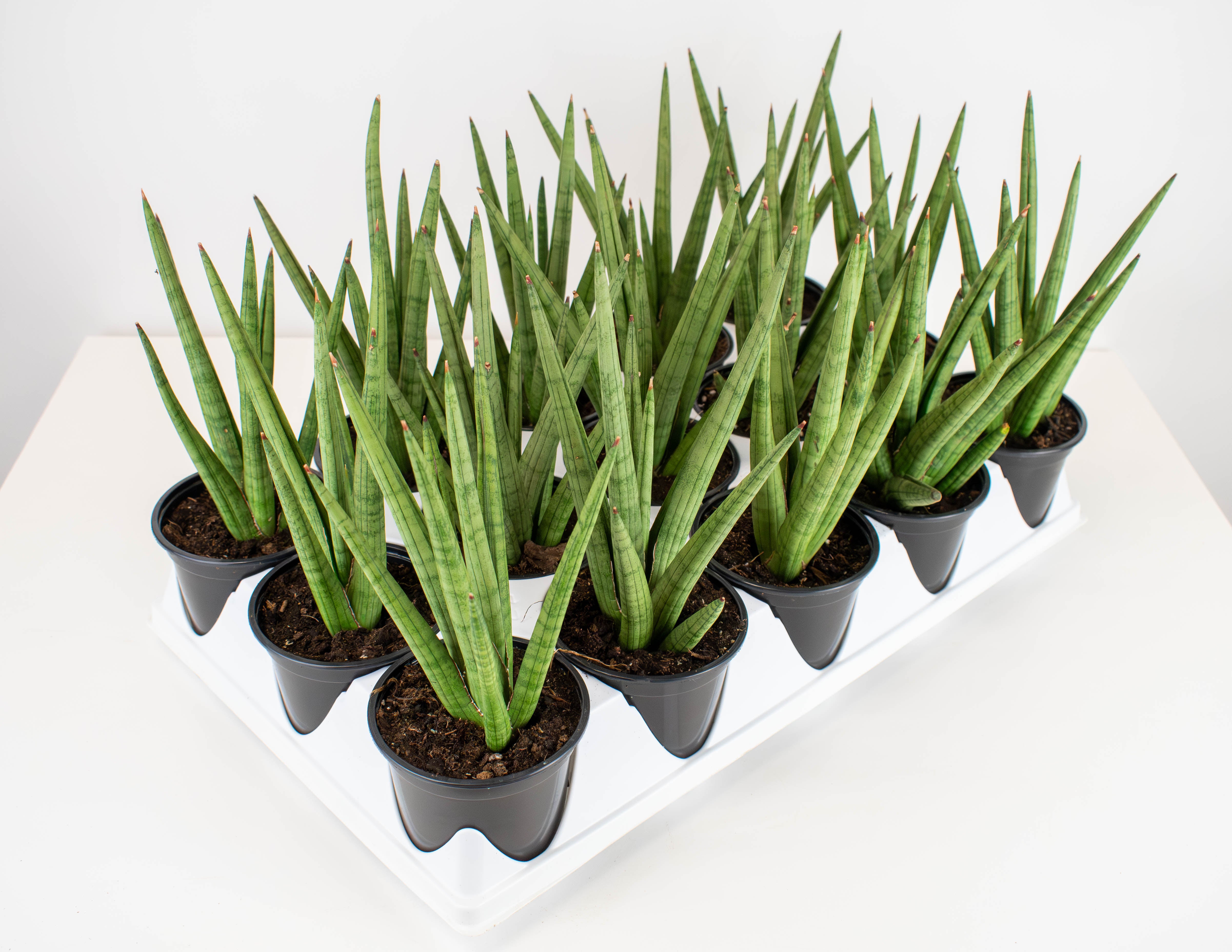 sansevieria mikado 4" Sansevieria, Bob