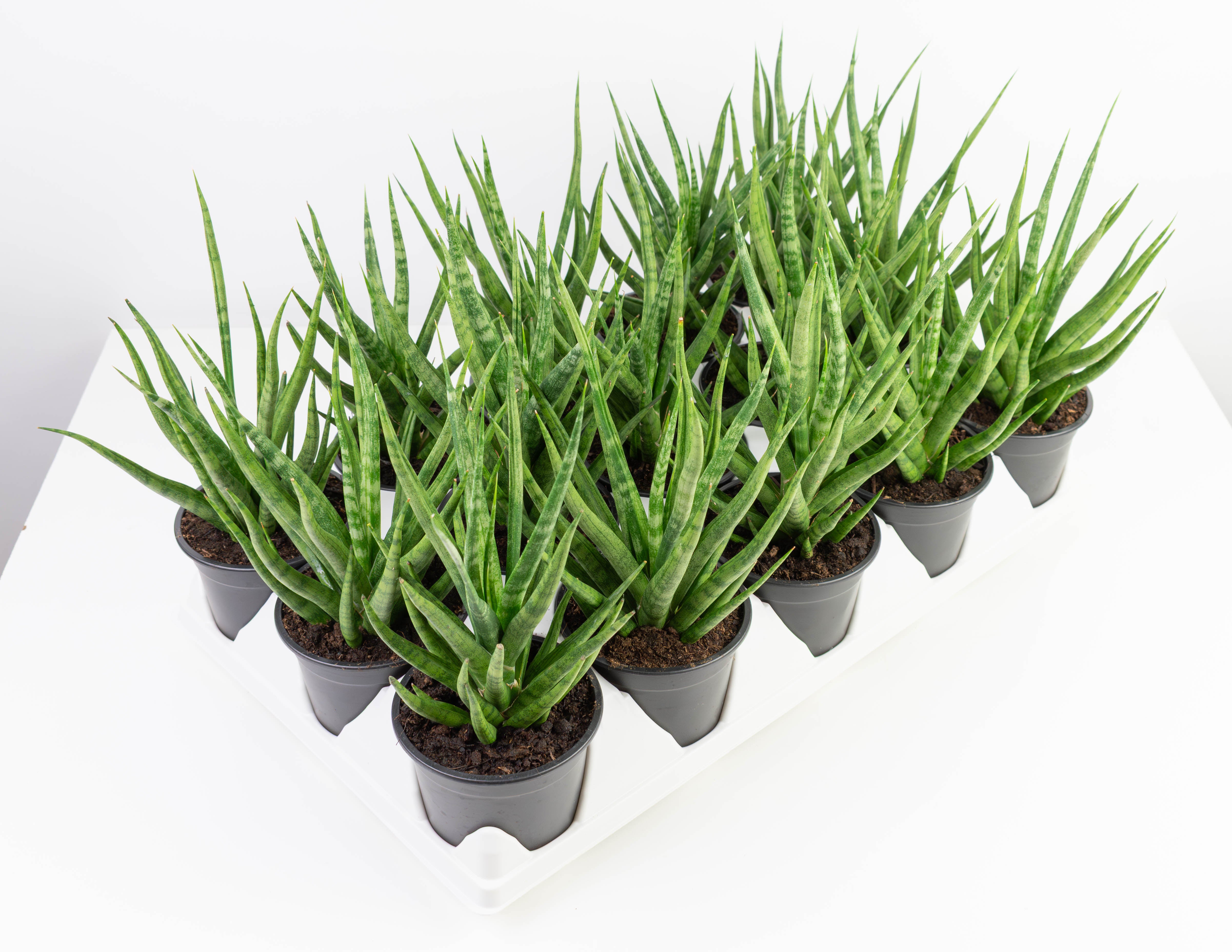 sansevieria natural 4" Sansevieria, Torch Fernwood Natural Shape