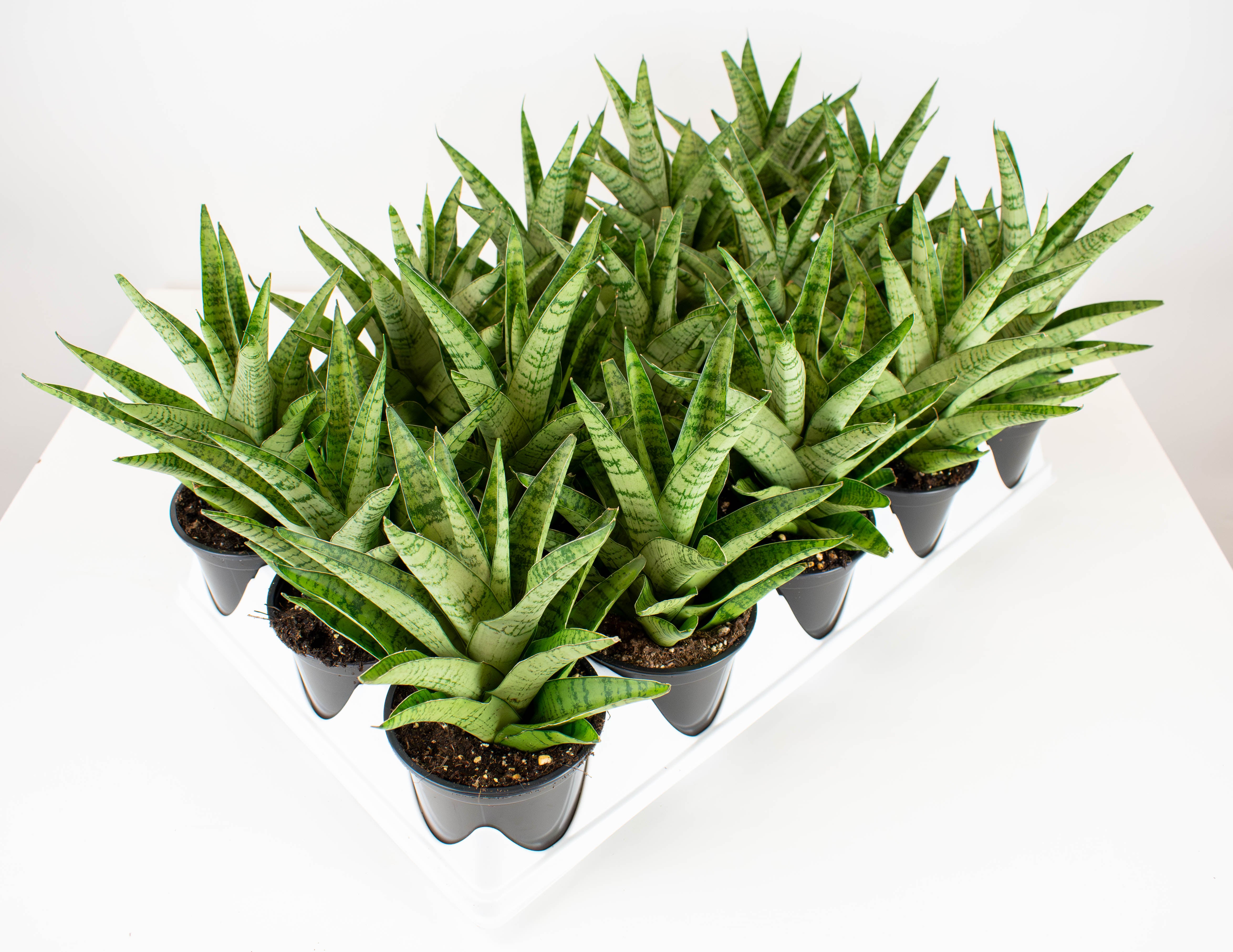 sansevieria tough lady 4" Sansevieria, Tough Lady