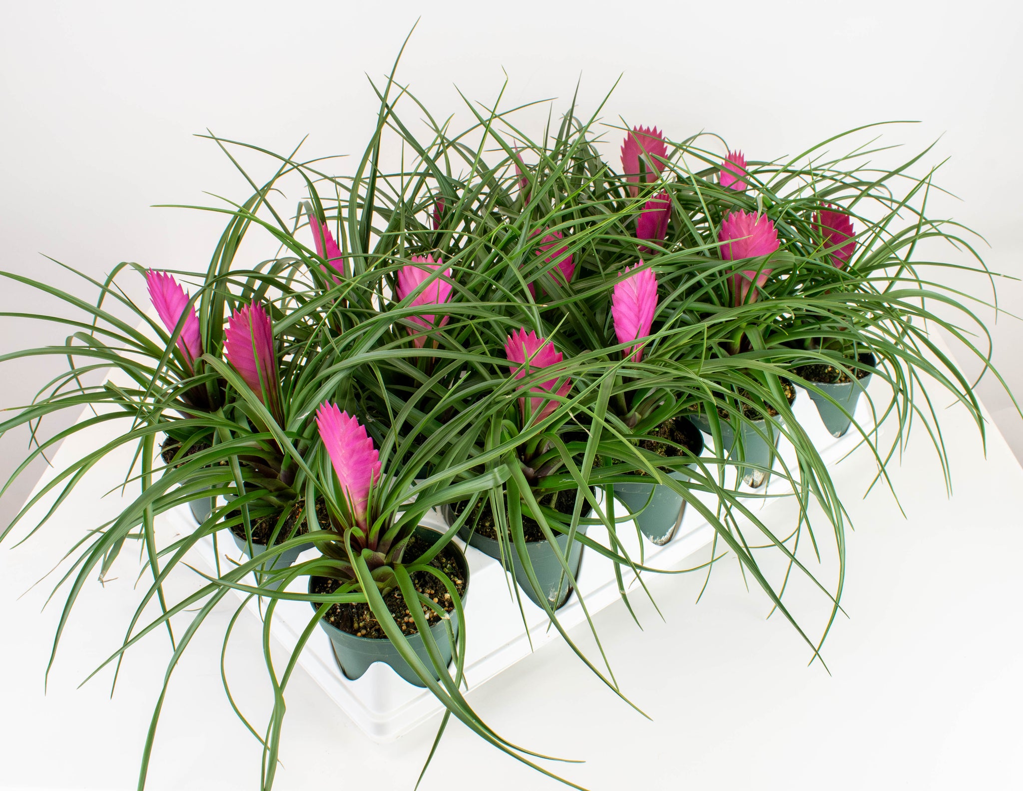 4Tillandsia_Cyanea-PAK15_2048x