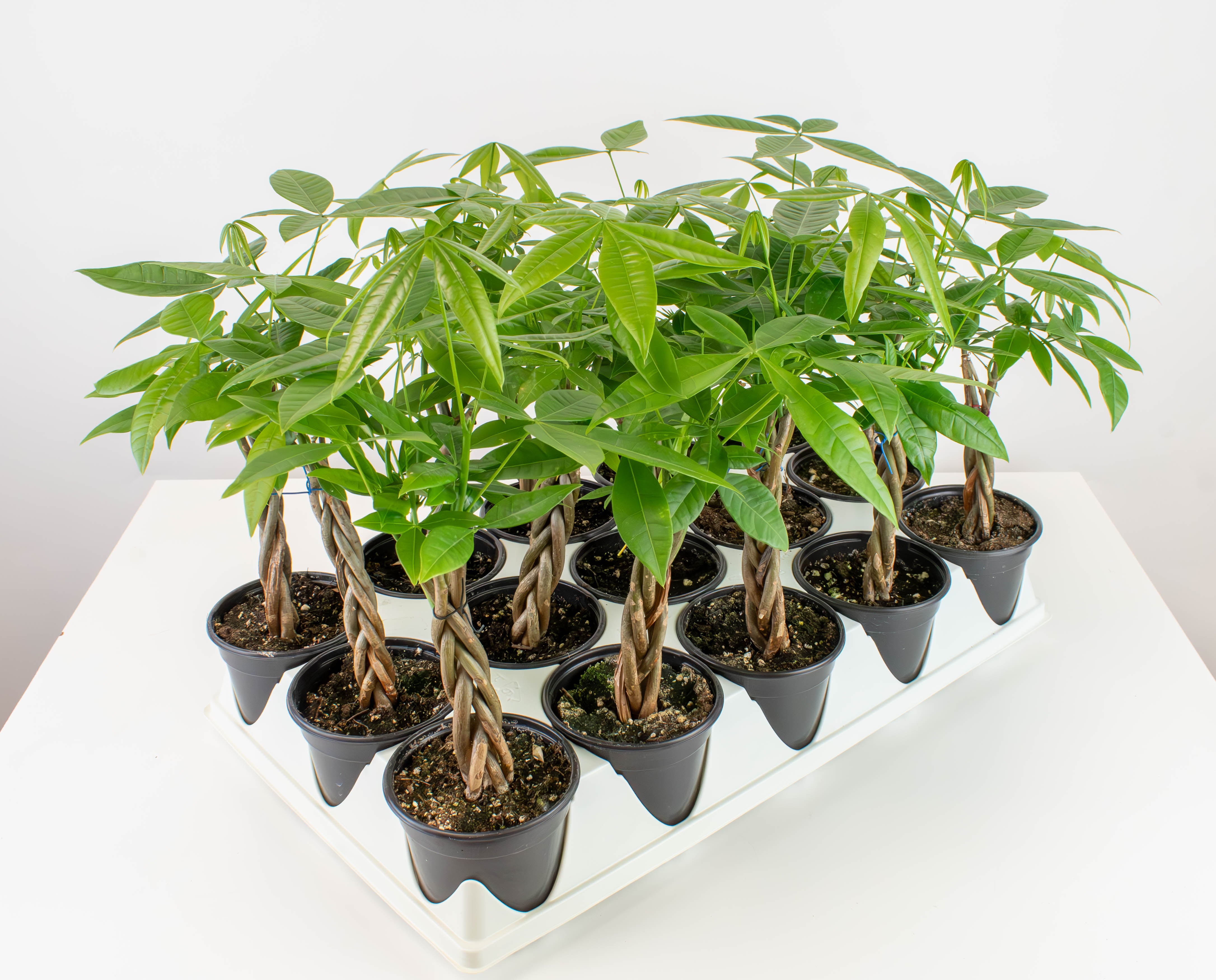 miniature money tree 4" Pachira, Mini Money Tree