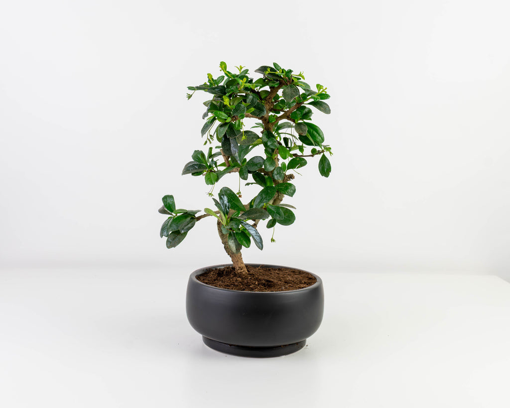 Bonsai  Colasanti Farms