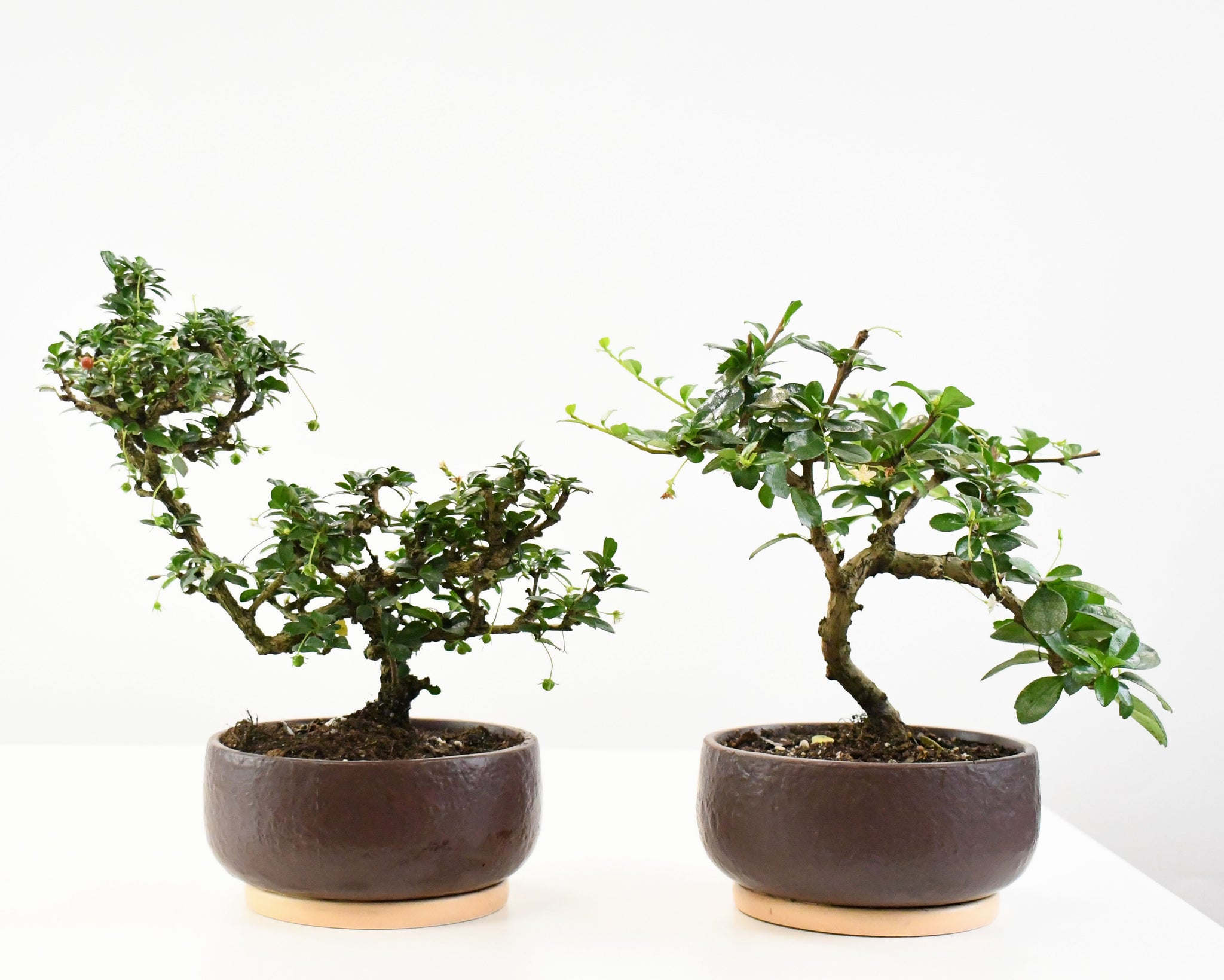 oriental tea tree bonsai 5.5