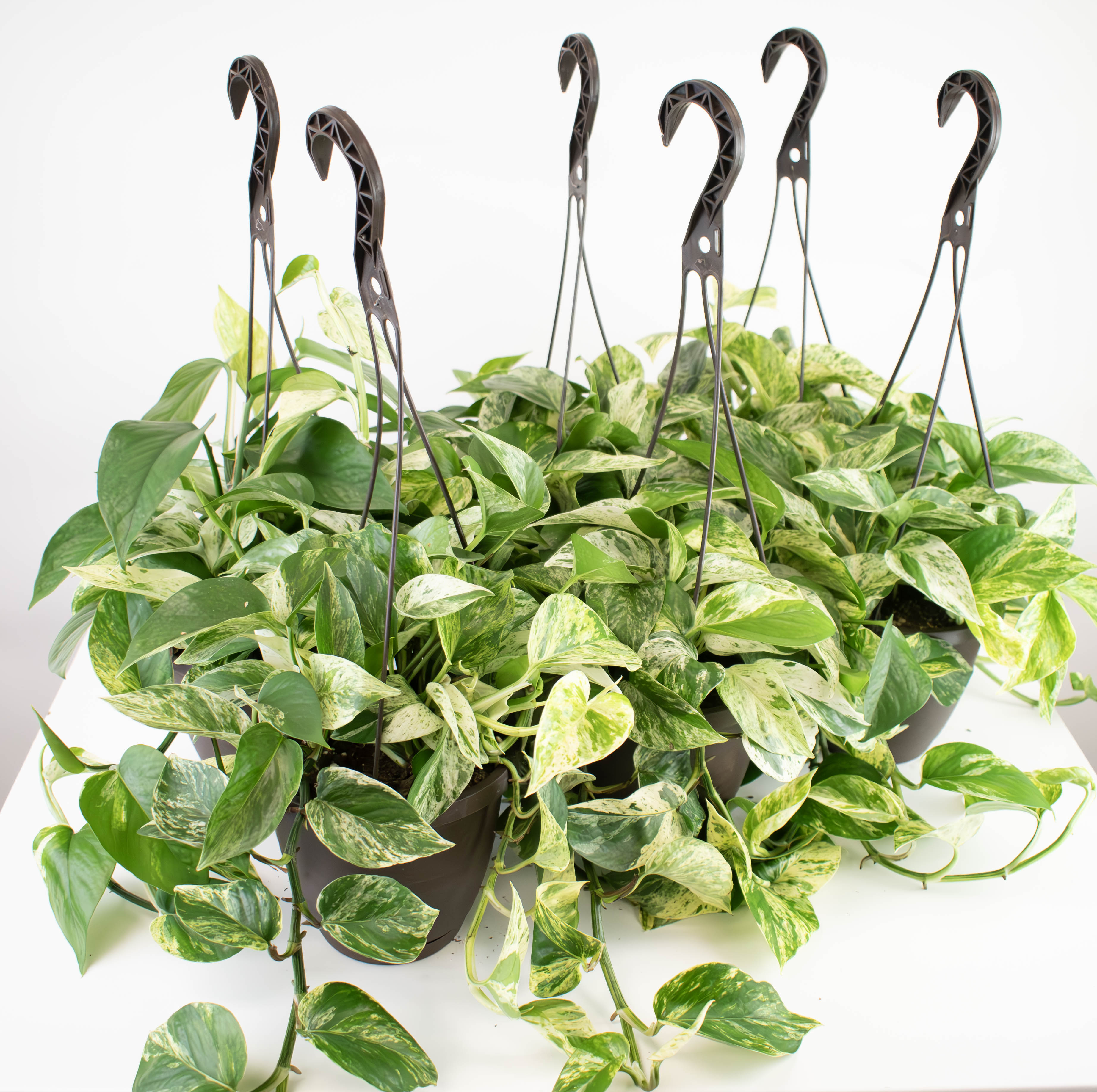 hb pothos 6.5" HB Pothos, Marble Queen