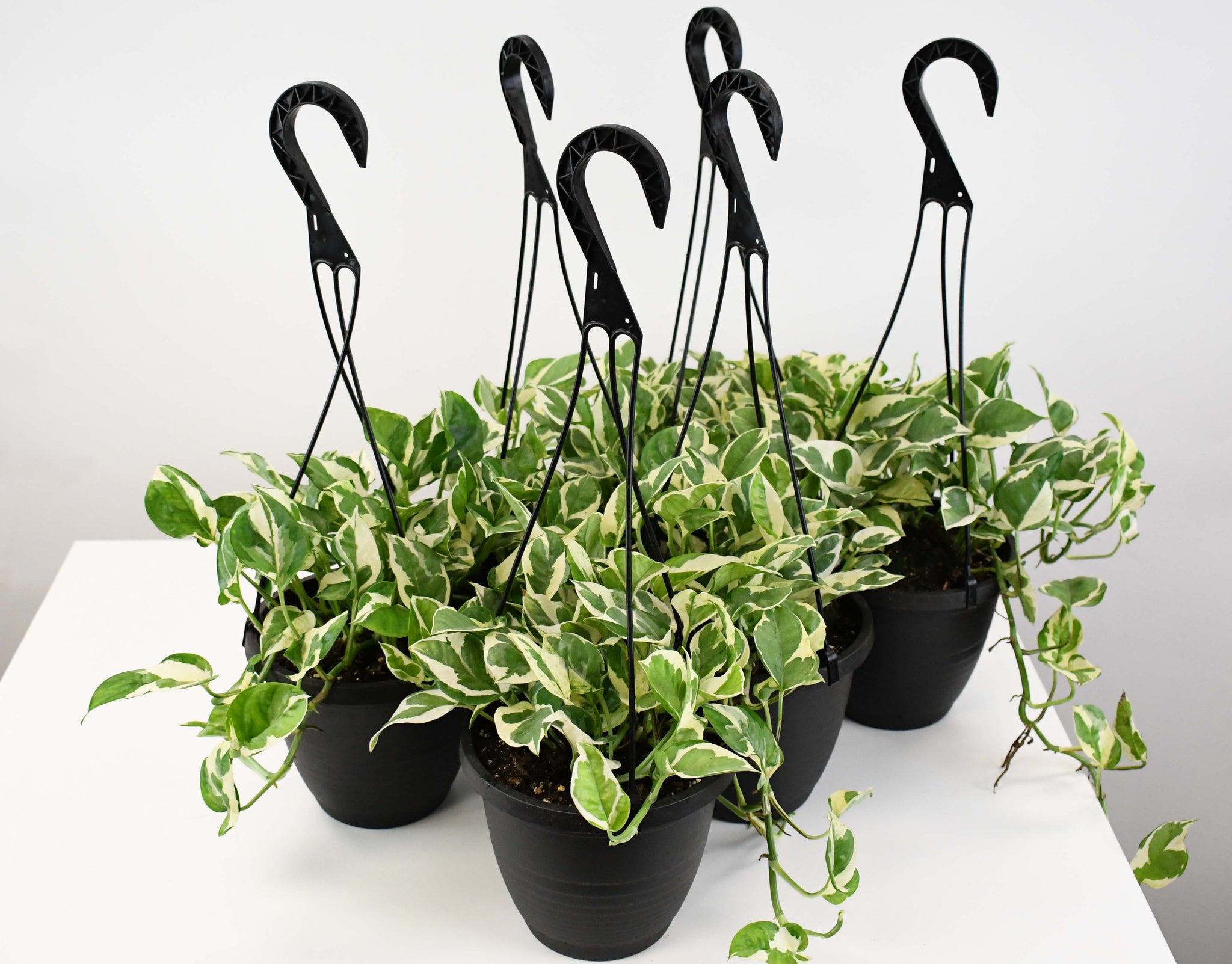 hb pothos 6.5" HB Pothos, N Joy