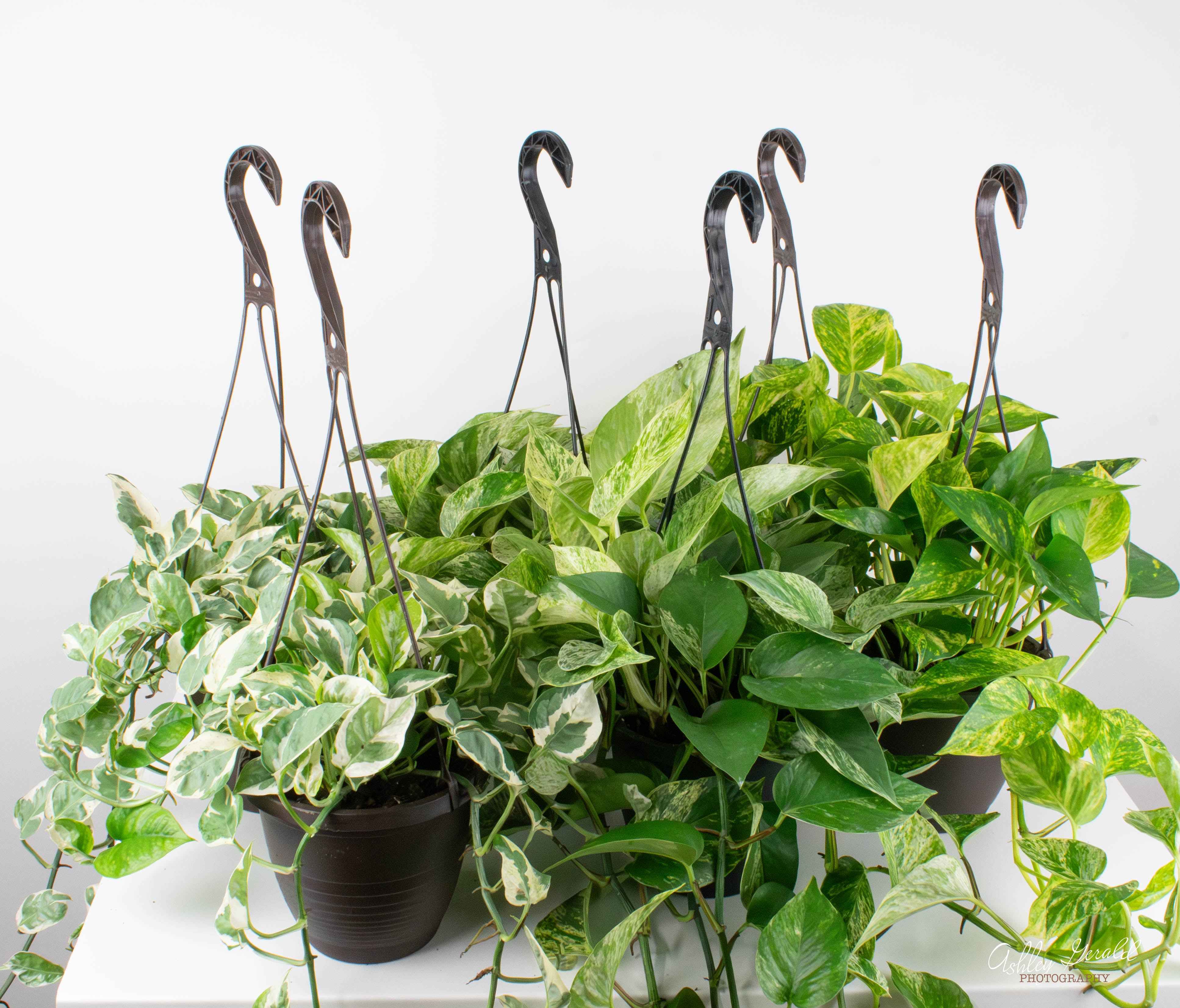 philodendron hb 6.5" HB Pothos & Philodendron, Assortment
