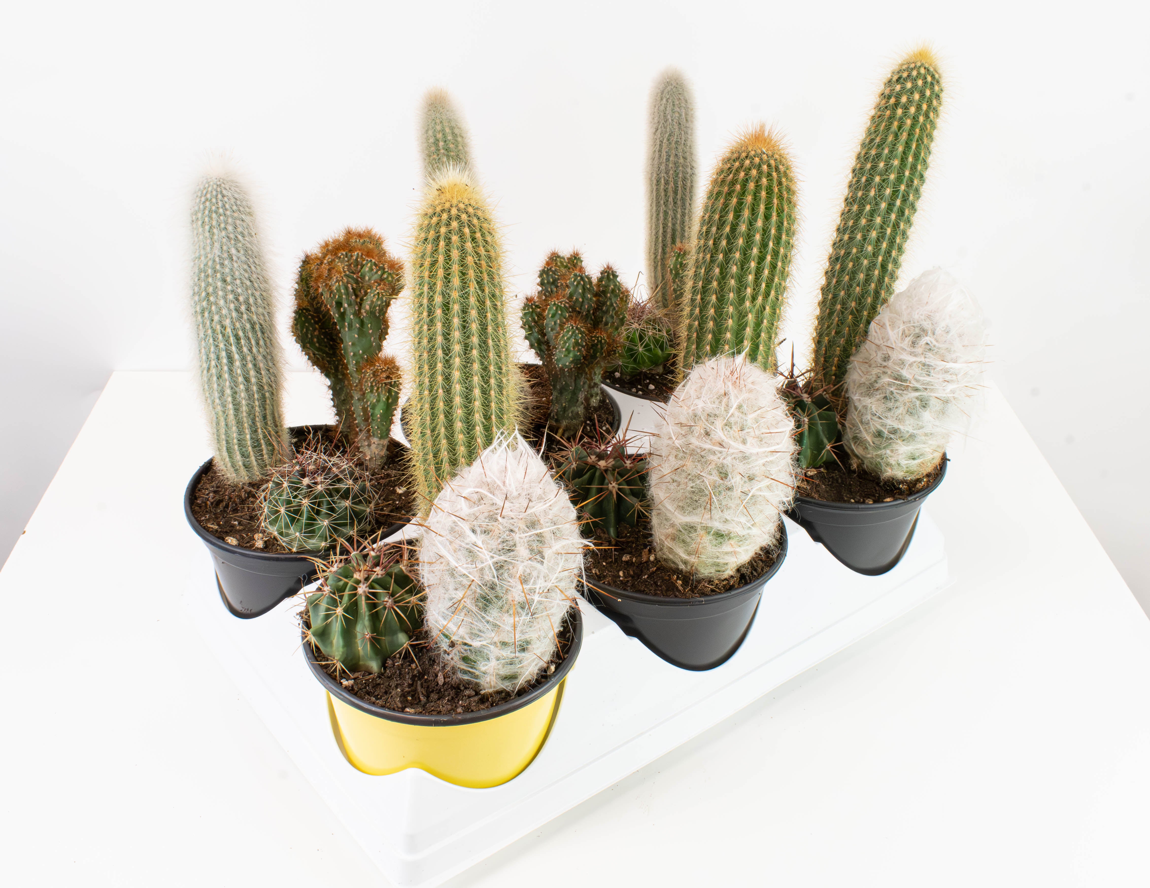 6Cactus_TrioAssortment_4532x.