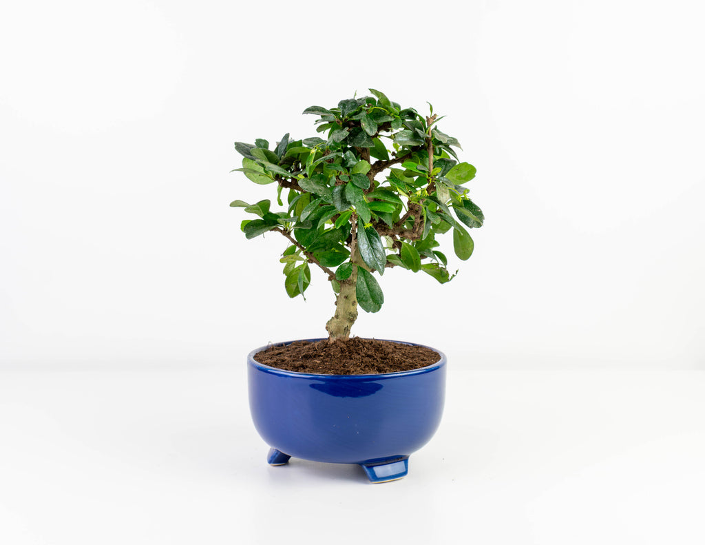 olive bonsai for sale European Olive Bonsai main image 0