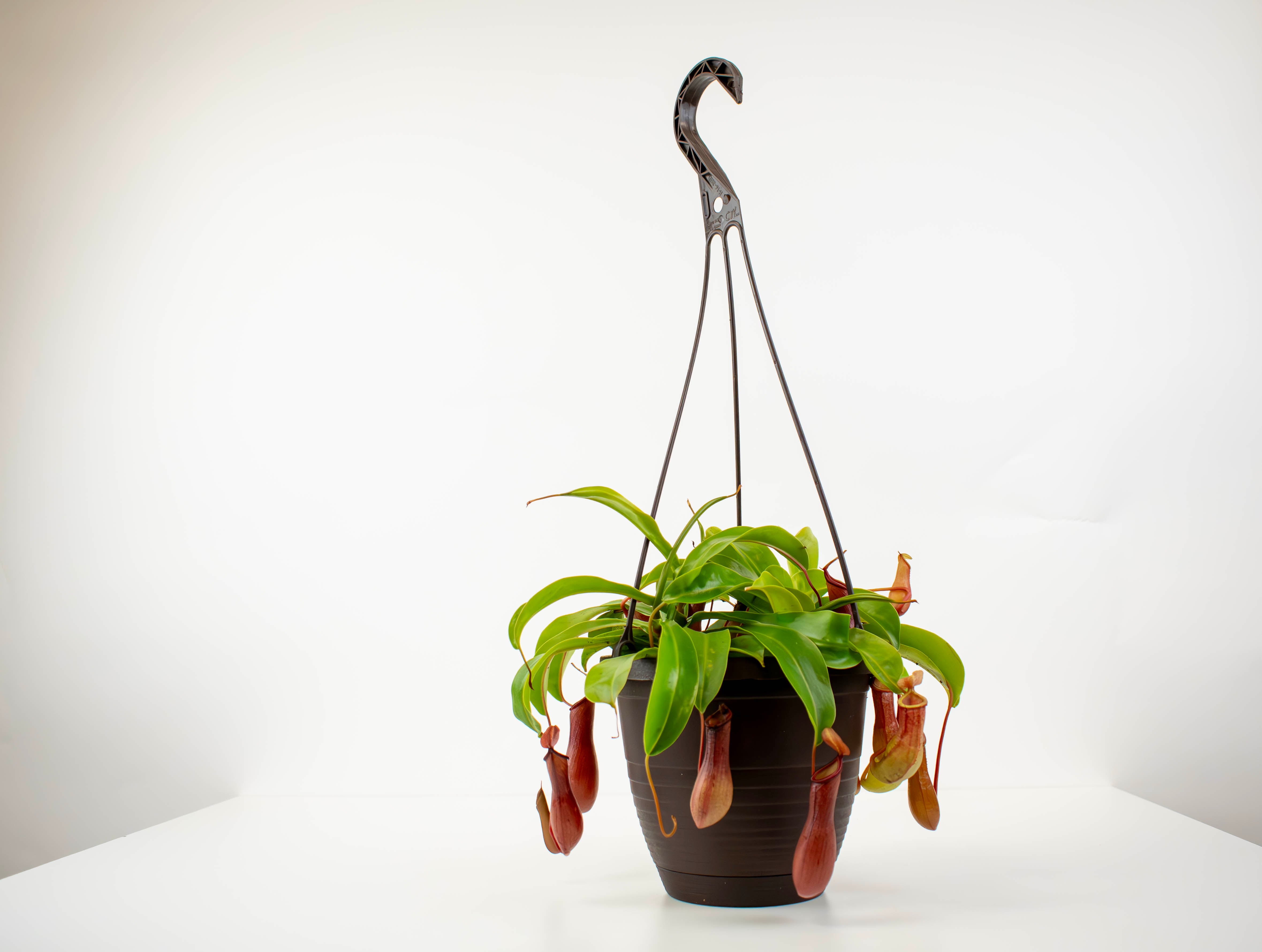 pitcher plant hanging pot 6" HB Nepenthes, Asian Pitcher Plant
