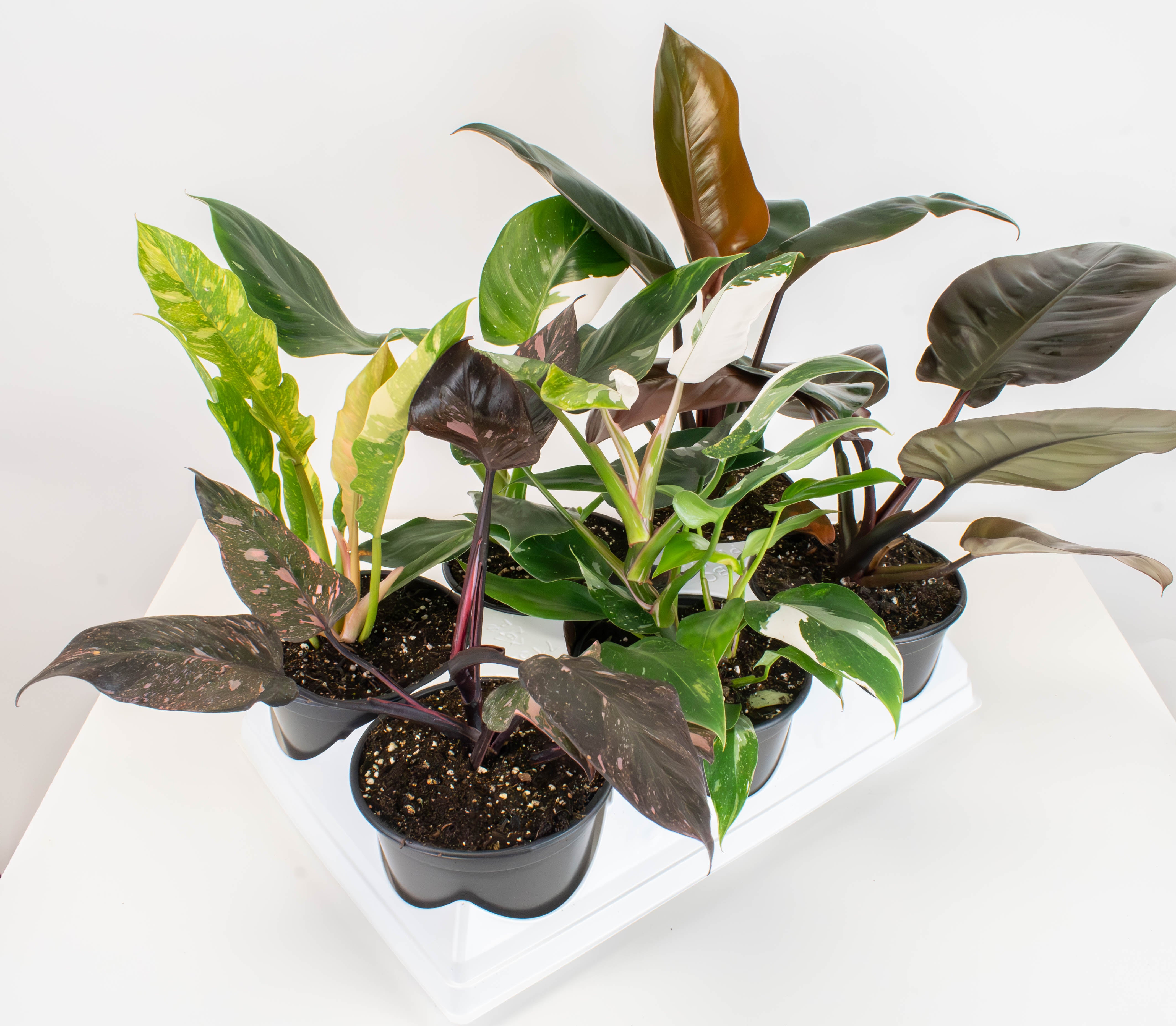 philodendron premium 6" Philodendron, Premium Collection