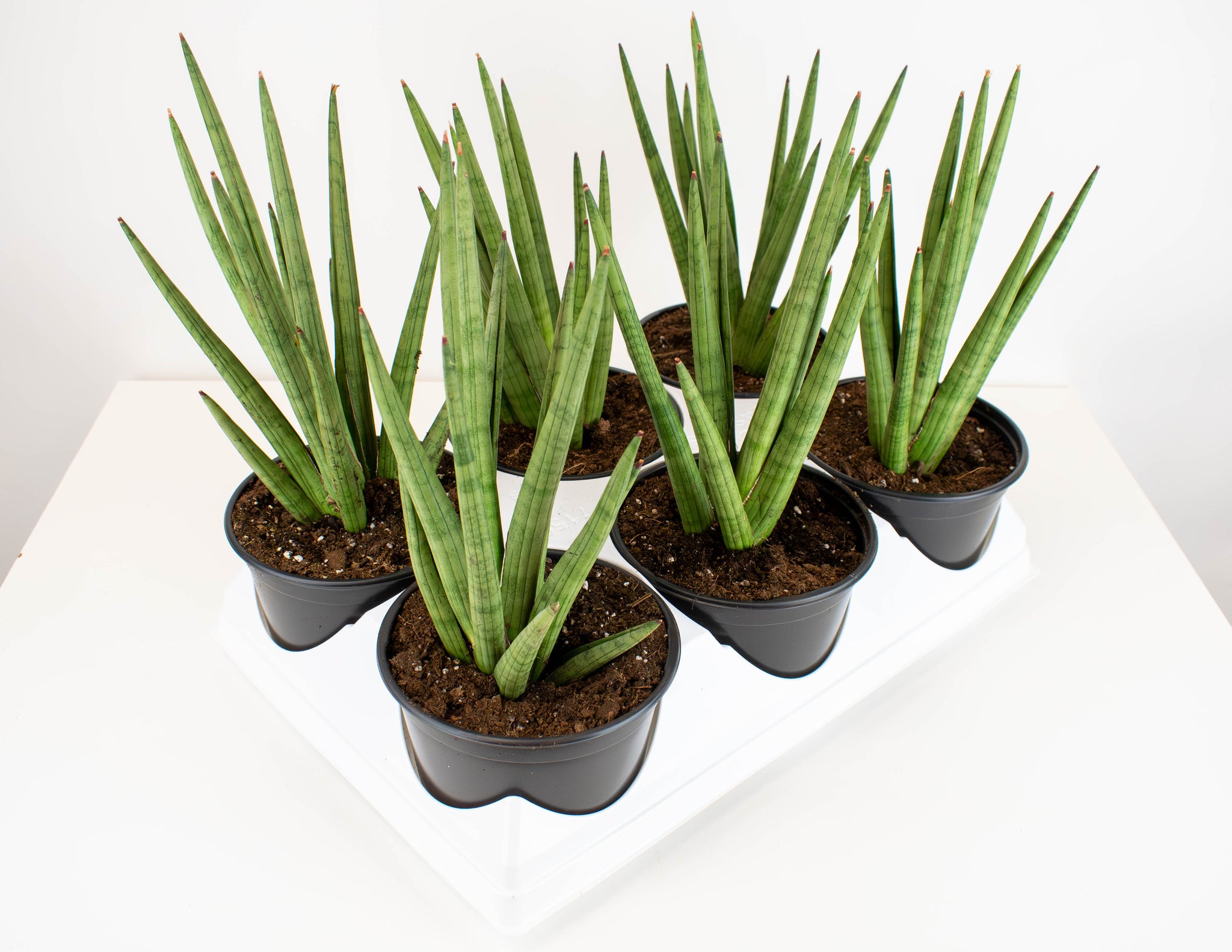 洋書 the splendid sansevieria 6