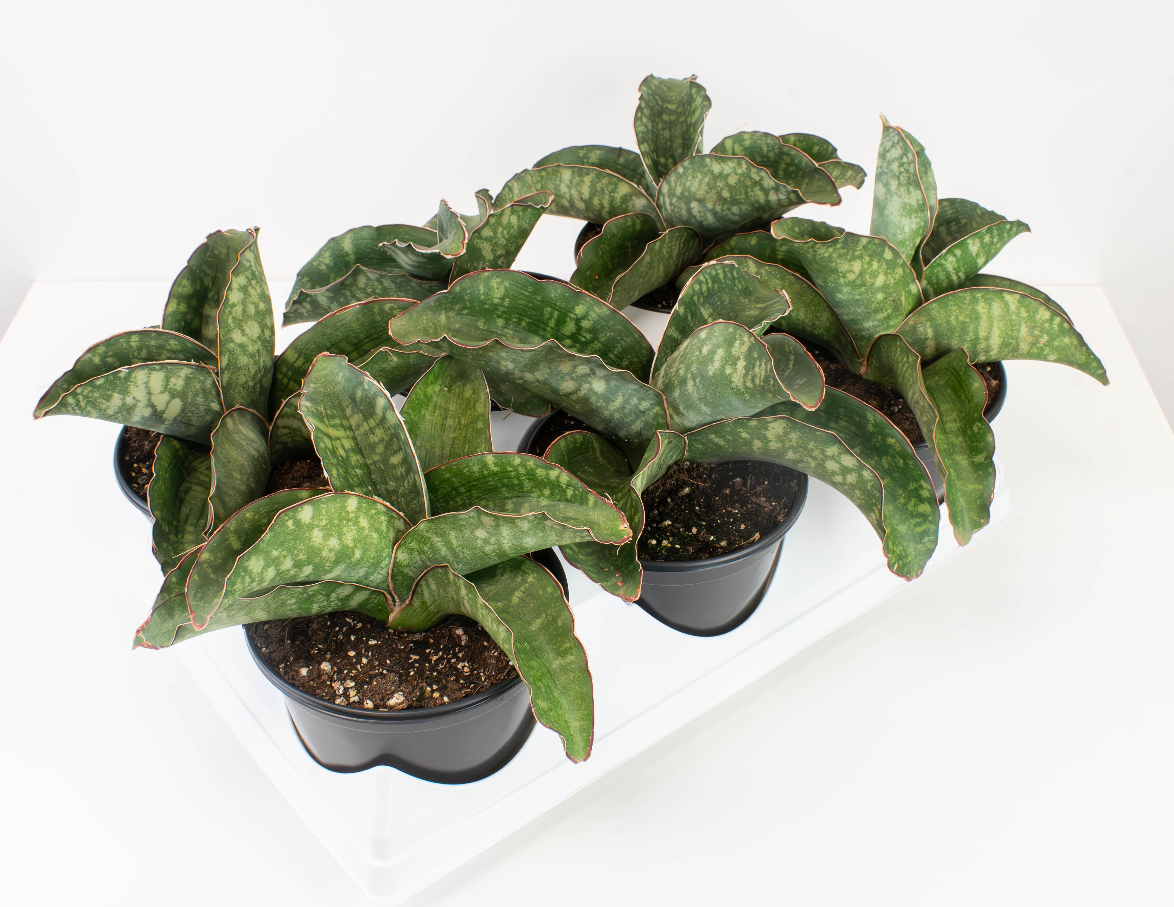 dragon wing sansevieria 6" Sansevieria, Dragon Wing