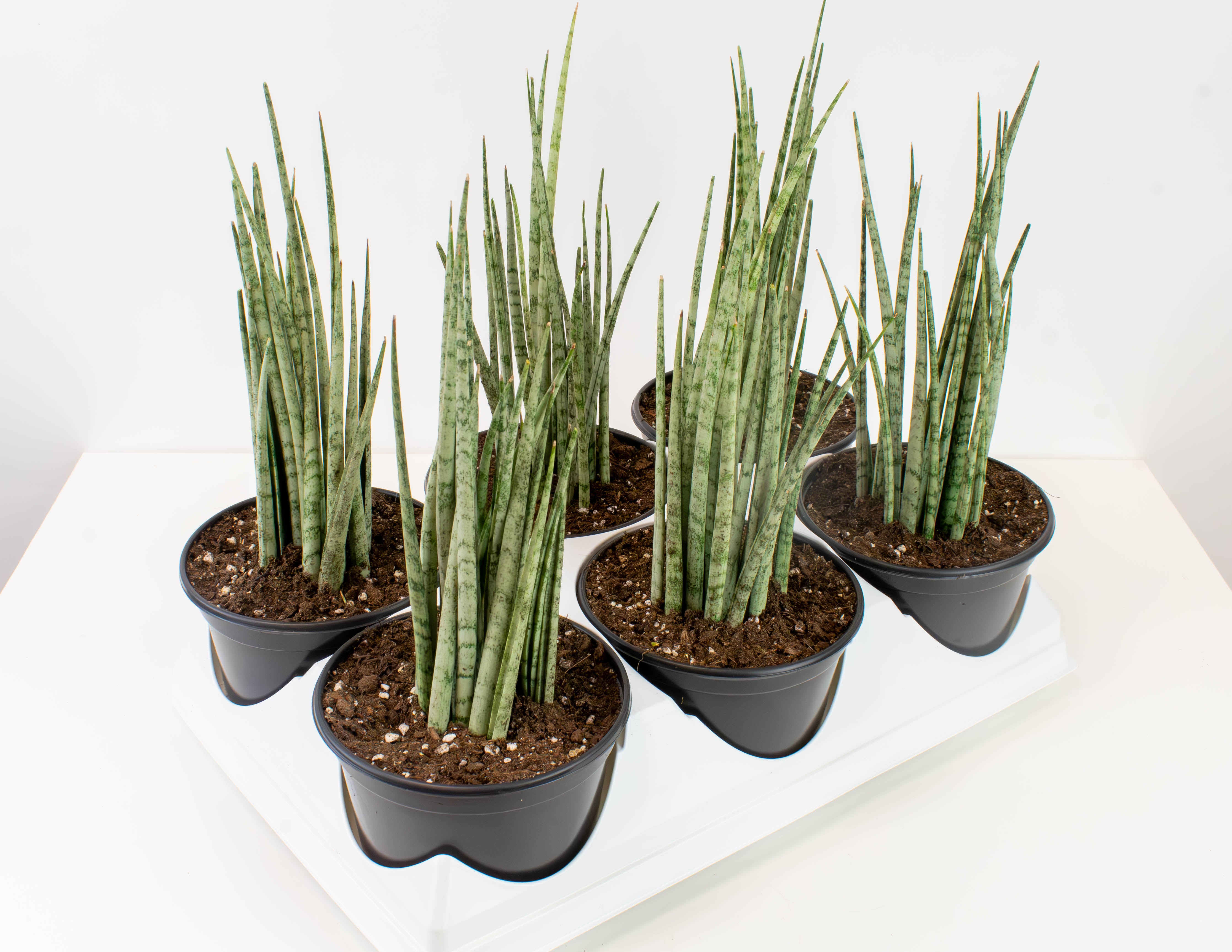 sansevieria grandis cuspis 6" Sansevieria, Mikado Icicle Fernwood