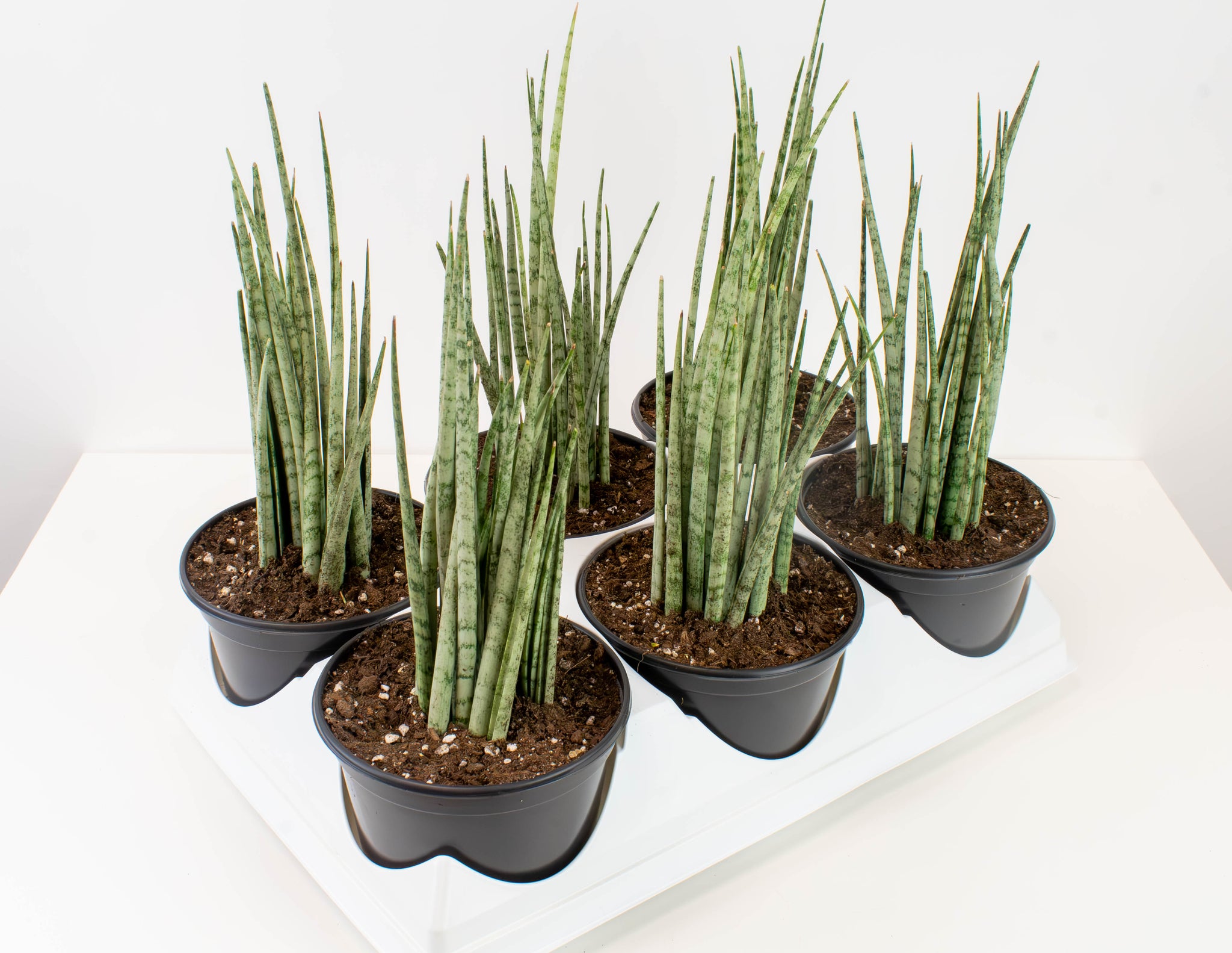 サンスベリア Sansevieria Shinkansen B 6