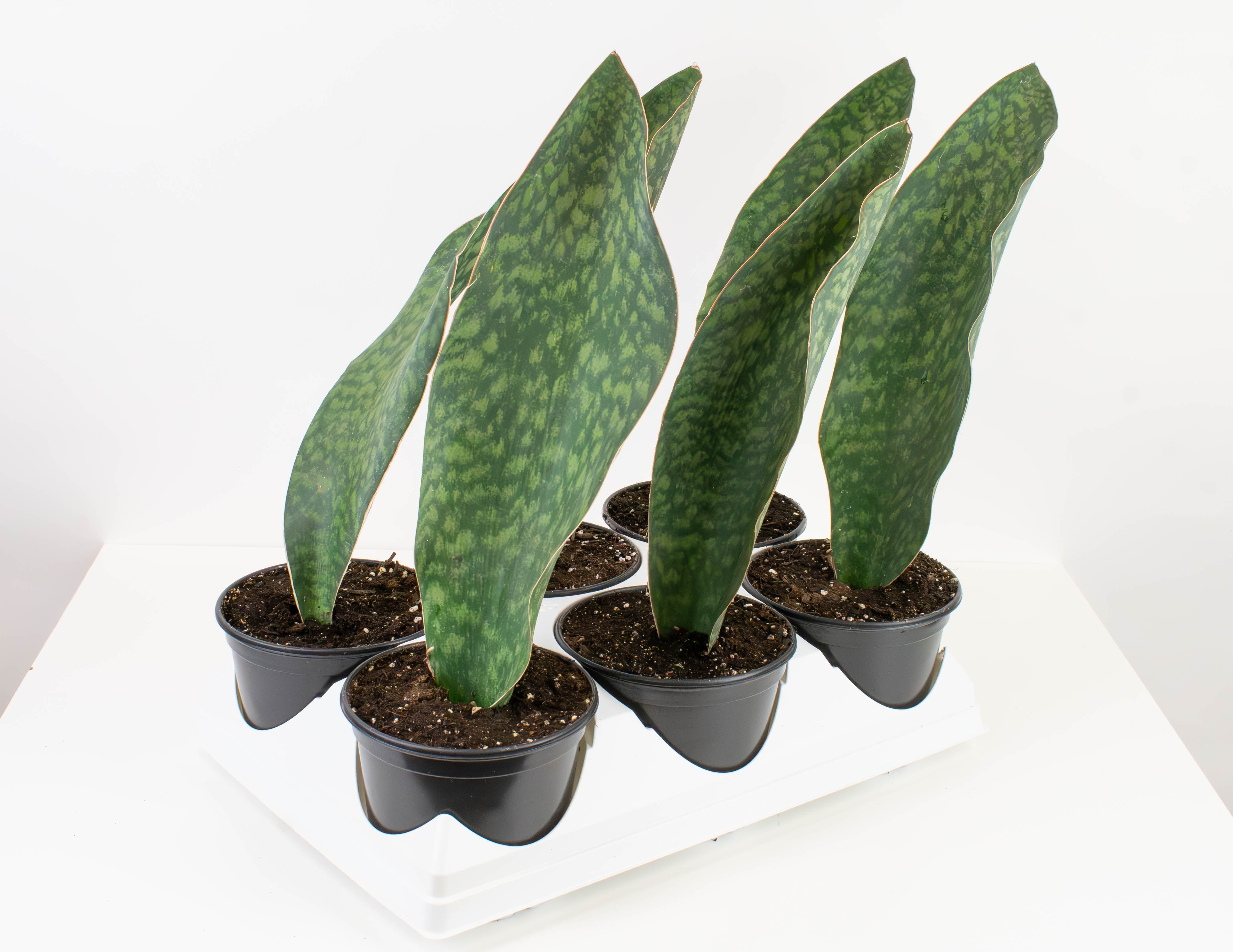 sansevieria whale fin plant 6" Sansevieria, Whale Fin Variegated Tall