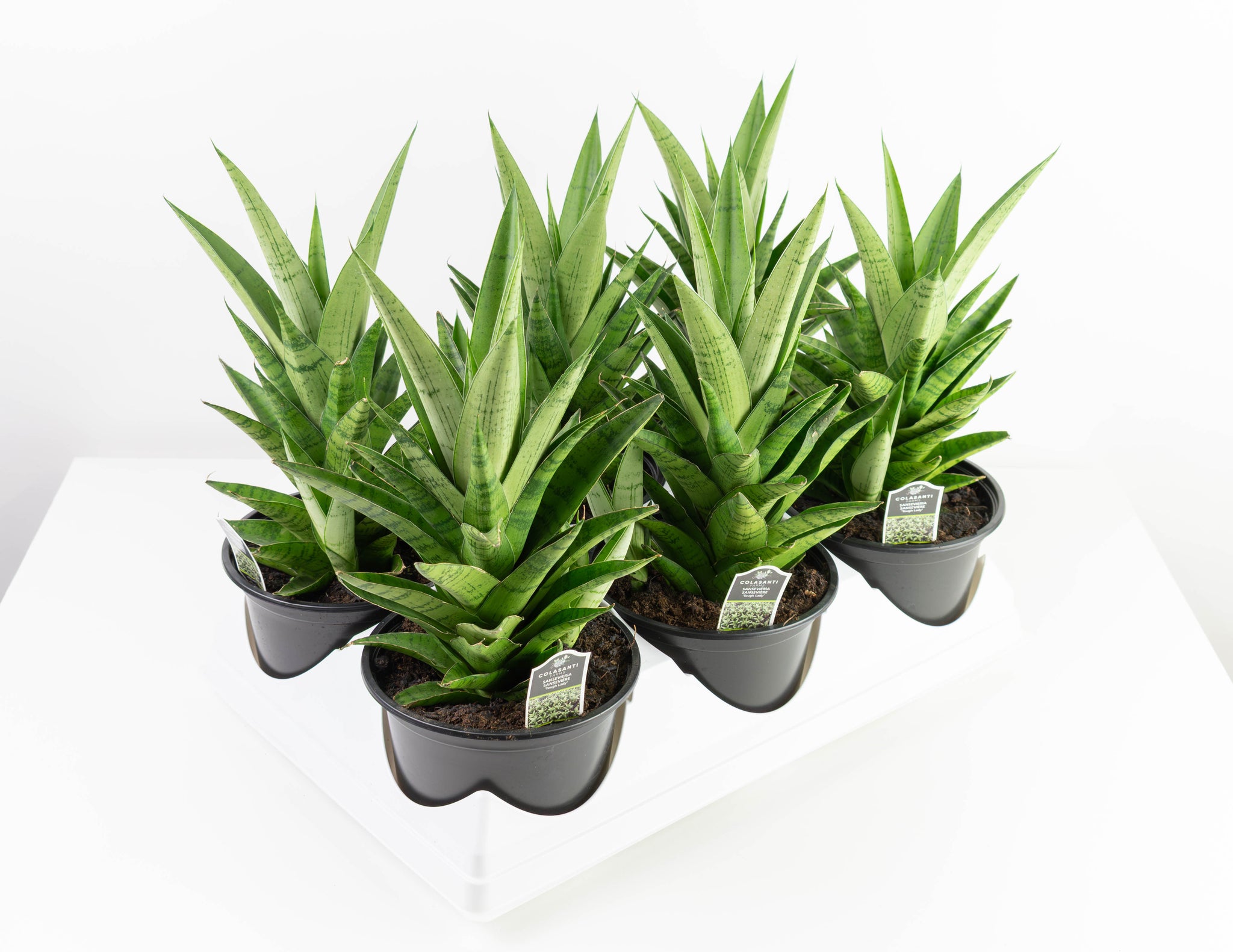 sansevieria pineapple 6" Sansevieria, Tough Lady