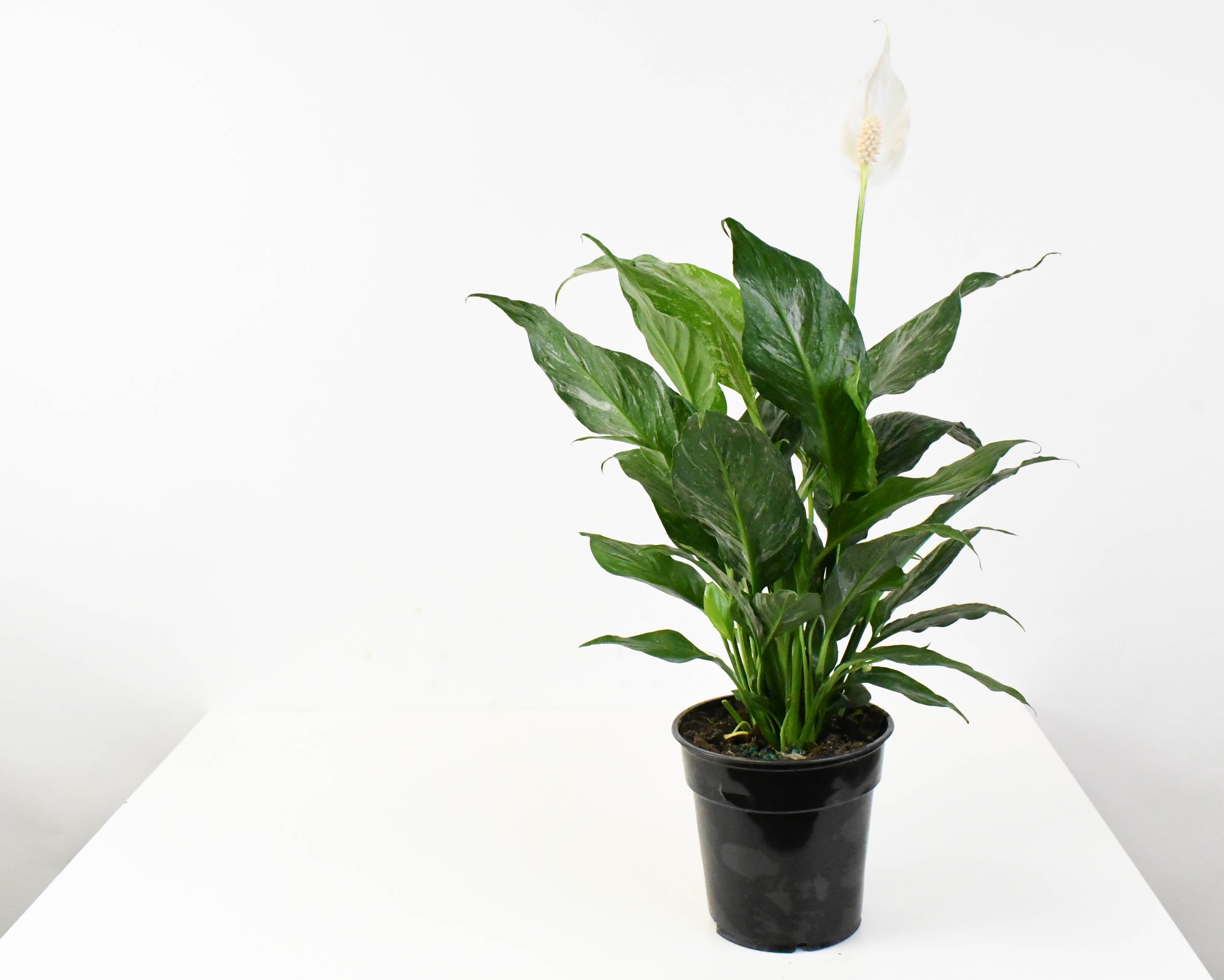 domino peace lily 6" Spathiphyllum, Domino Peace Lily