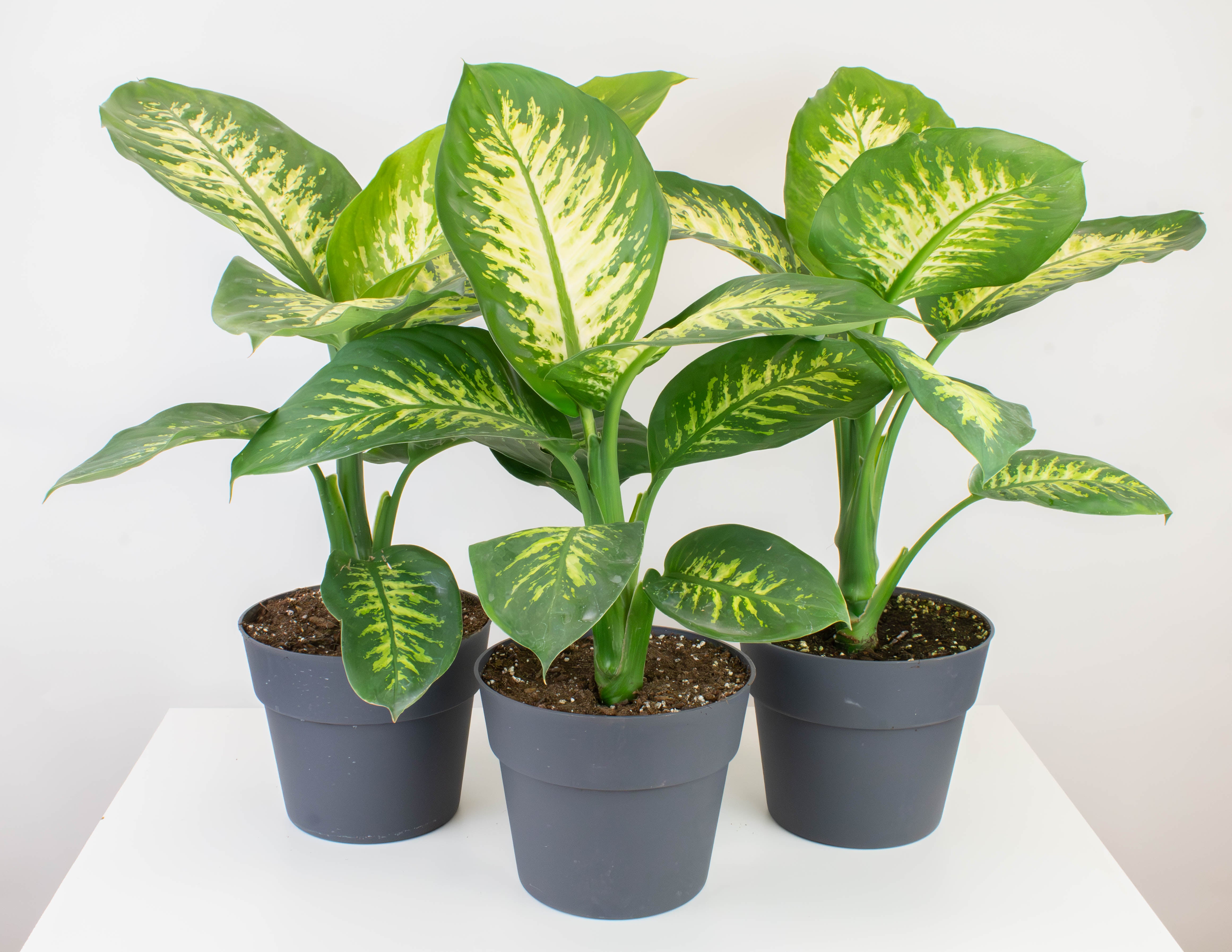 dieffenbachia tropic snow 8" Dieffenbachia, Tropic Snow
