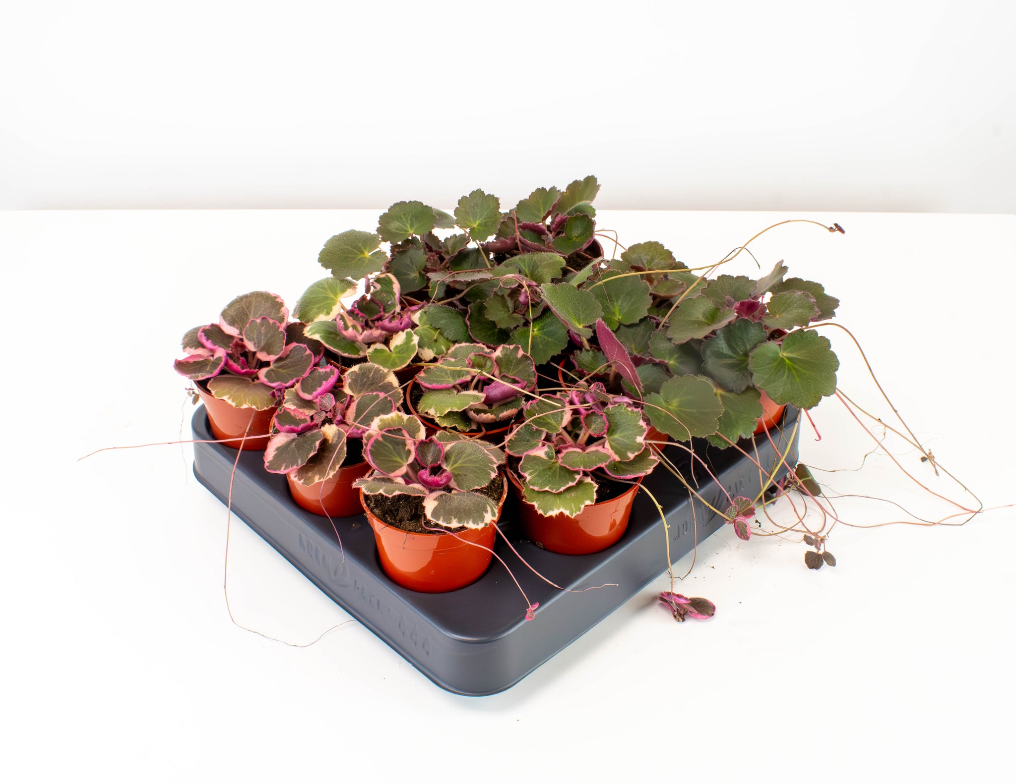 9250BEST2.5Begonia_Strawberry-
