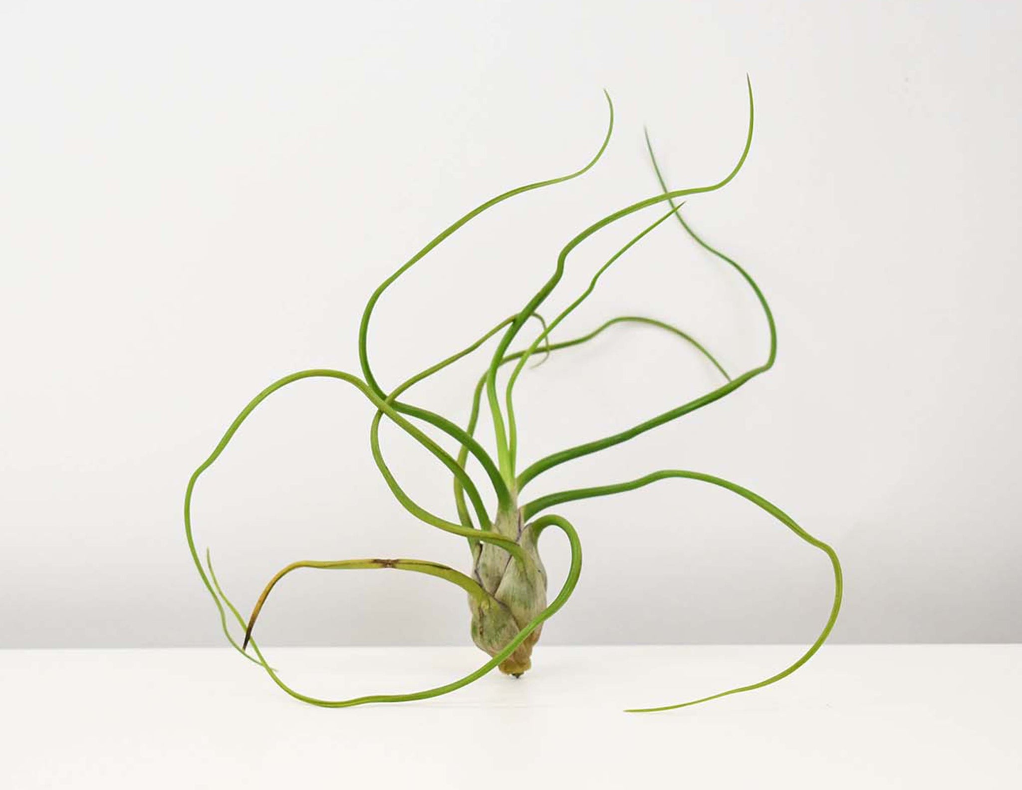 Tillandsia – Colasanti Farms