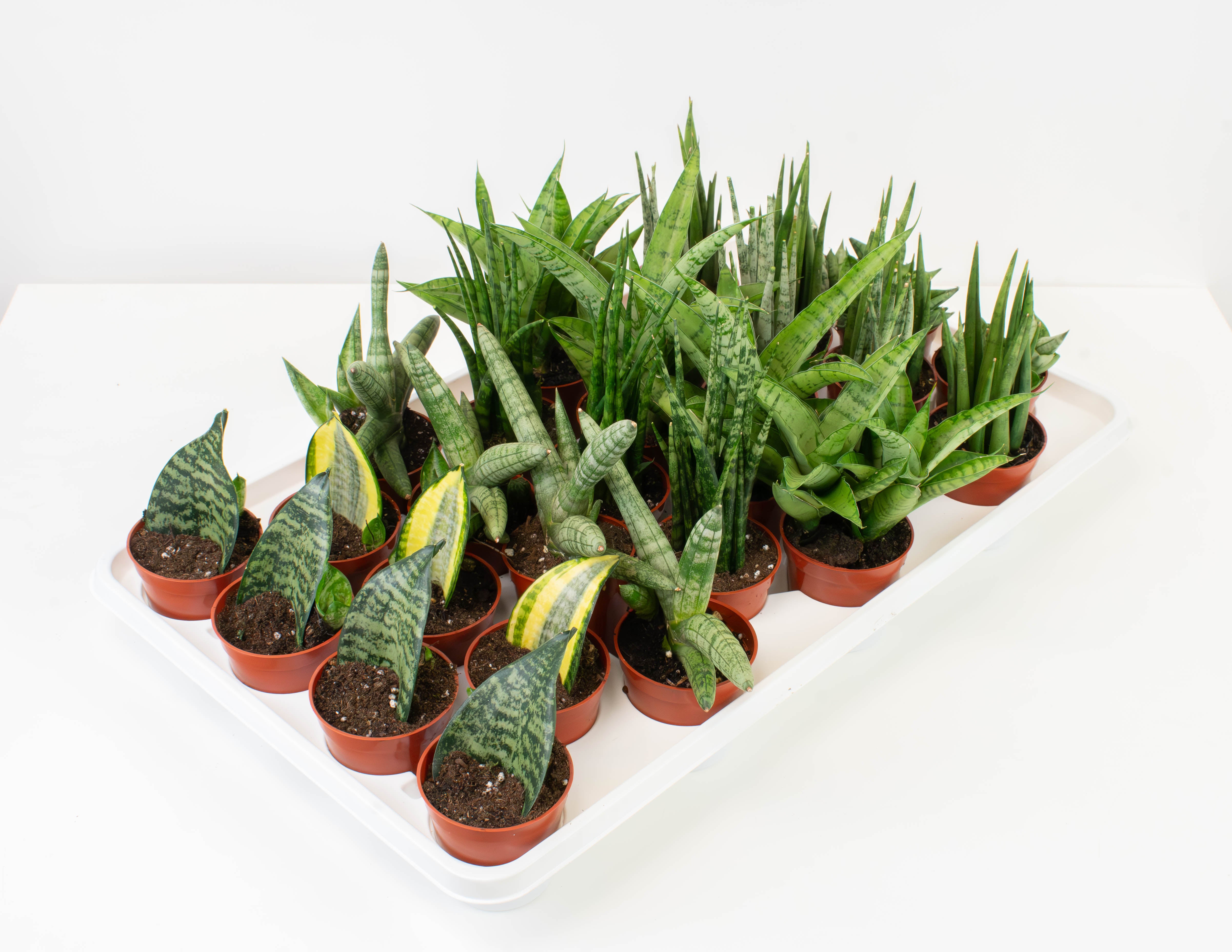 prm sansevieria 2.5" Sansevieria, Premium Assortment