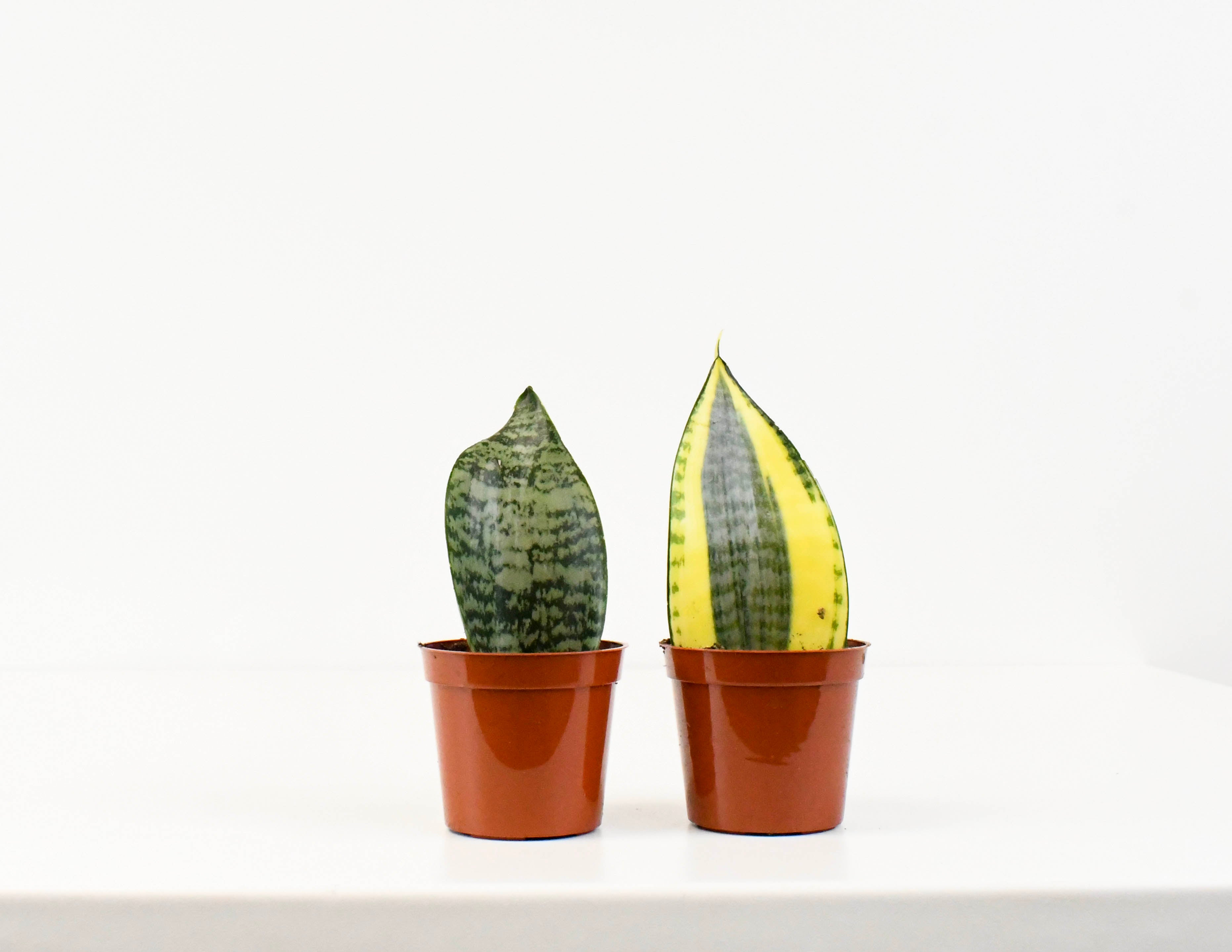 koi fin sansevieria 2.5" Sansevieria, Koi Fin