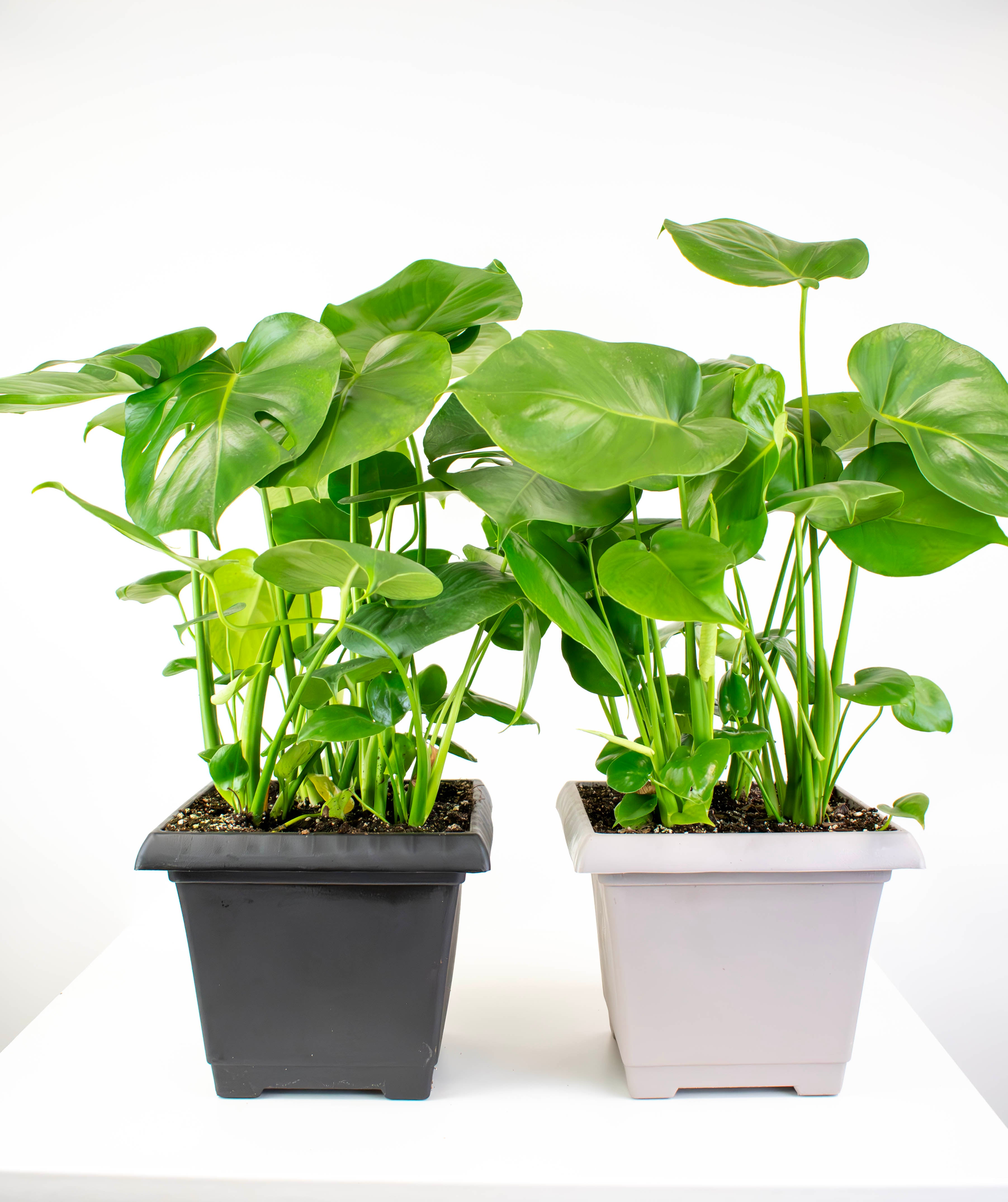 separate monstera 10" Philodendron, Monstera Split Leaf