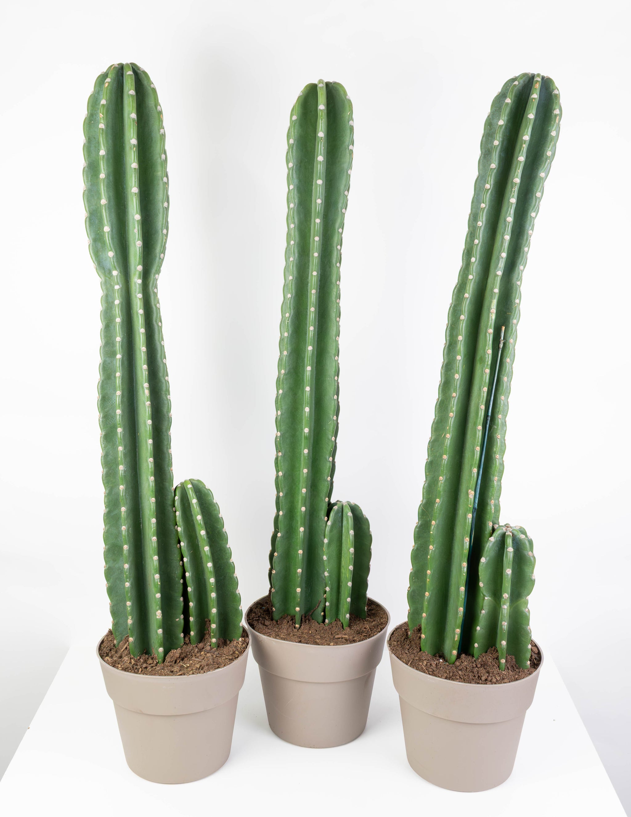Cacti – Colasanti Farms