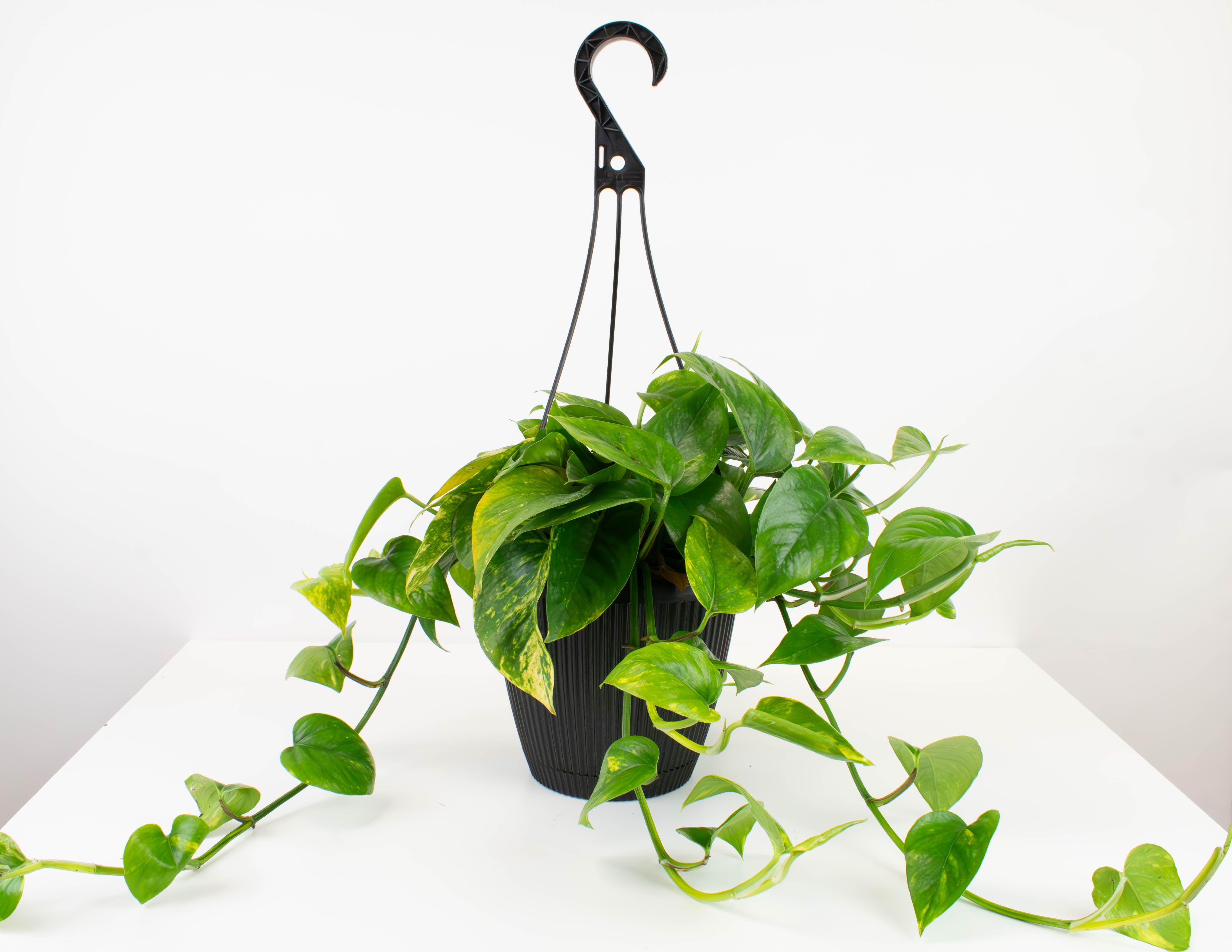 hb pothos golden plant 8" HB Pothos, Golden