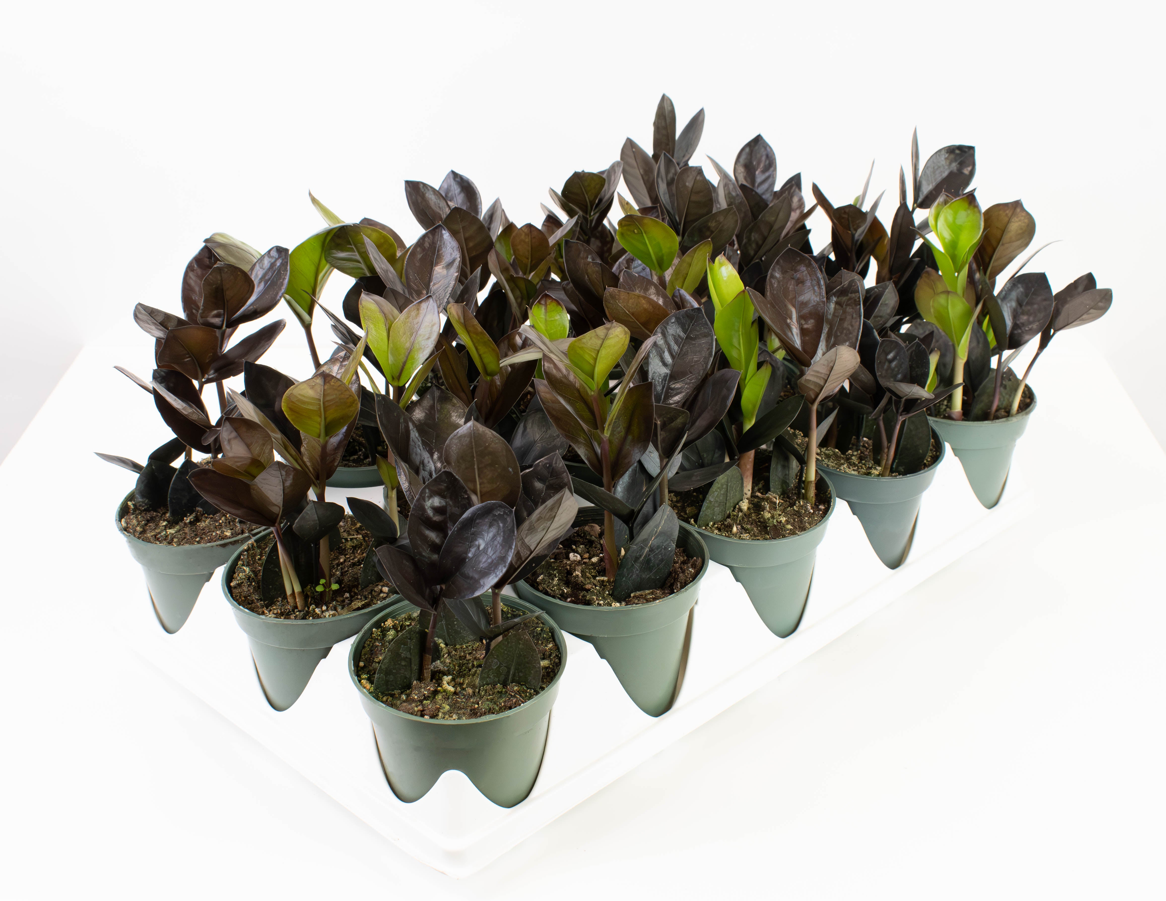 zz plant dark 4" ZZ Plant, Oscuro Black
