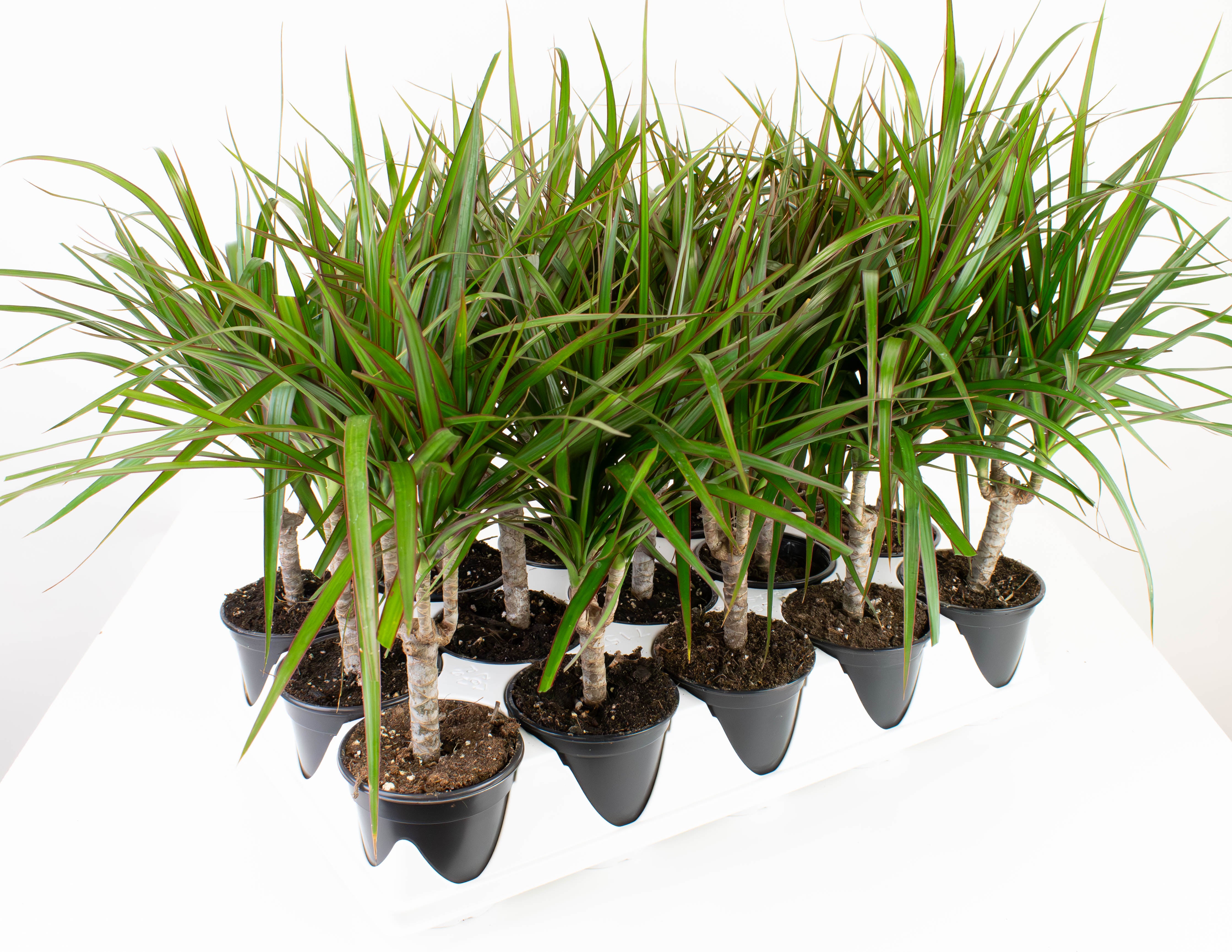 catalina dracaena 4" Dracaena, Marginata Branched