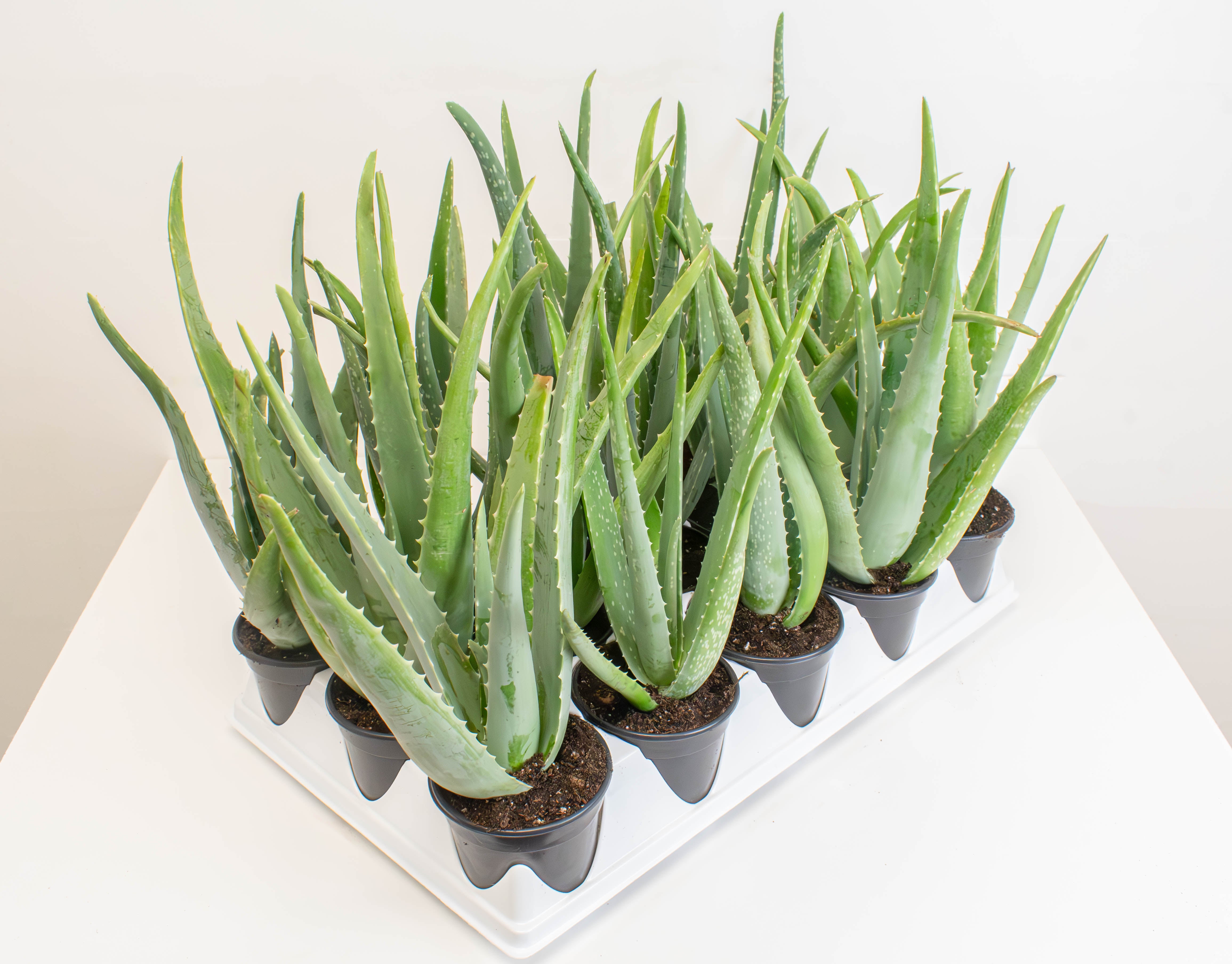 medicine plant aloe vera 4" Aloe Vera, Medicine Plant