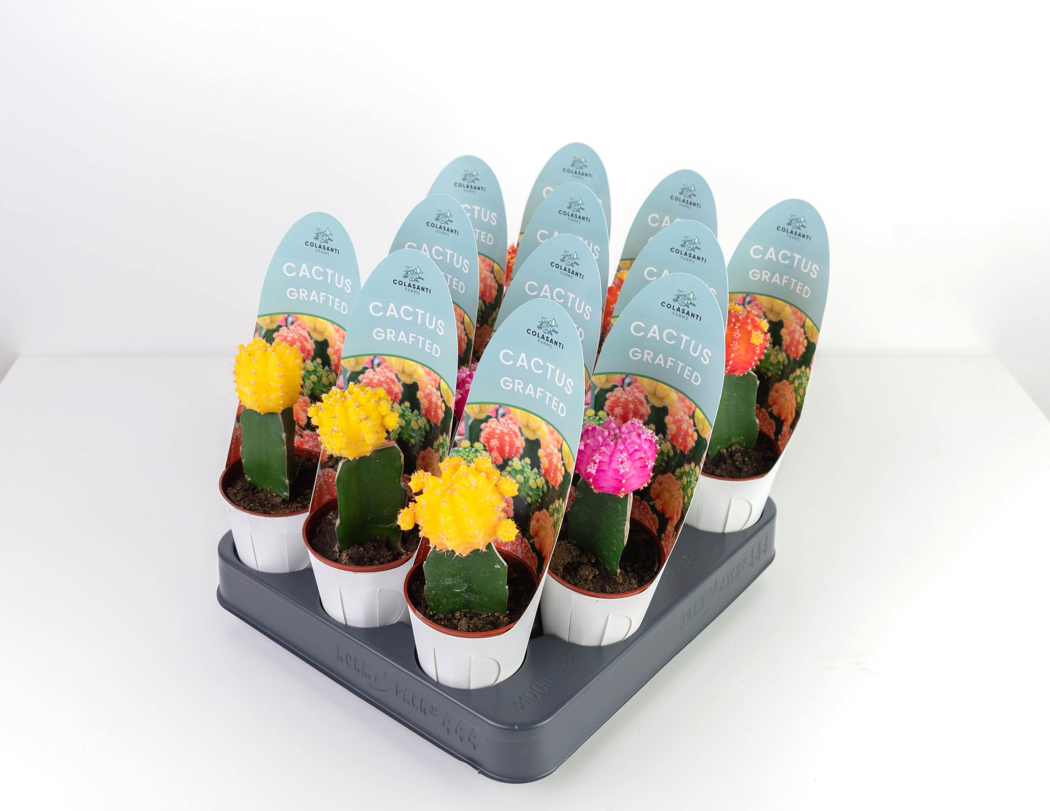 Cacti – Colasanti Farms