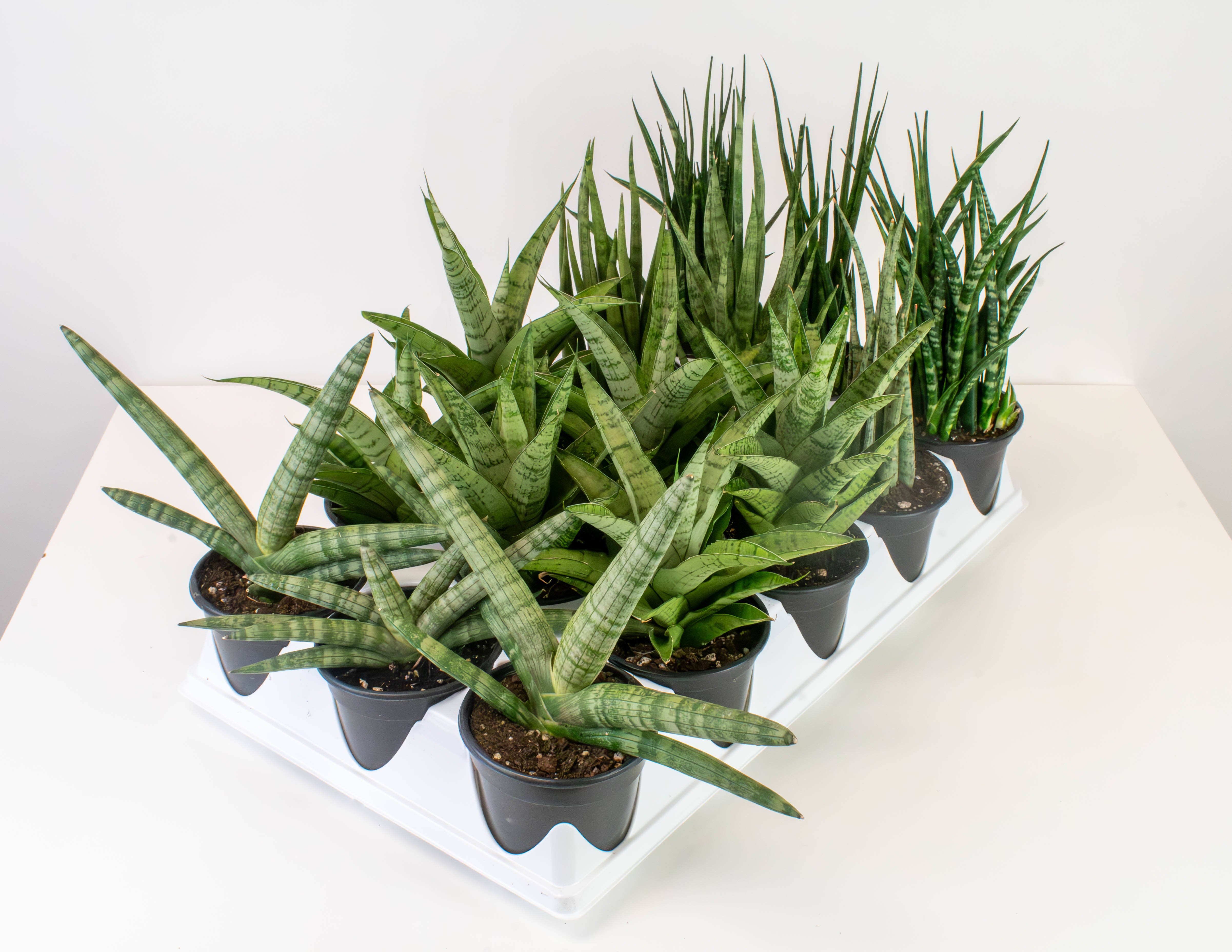 sansevieria society 4" Sansevieria, Premium Assortment