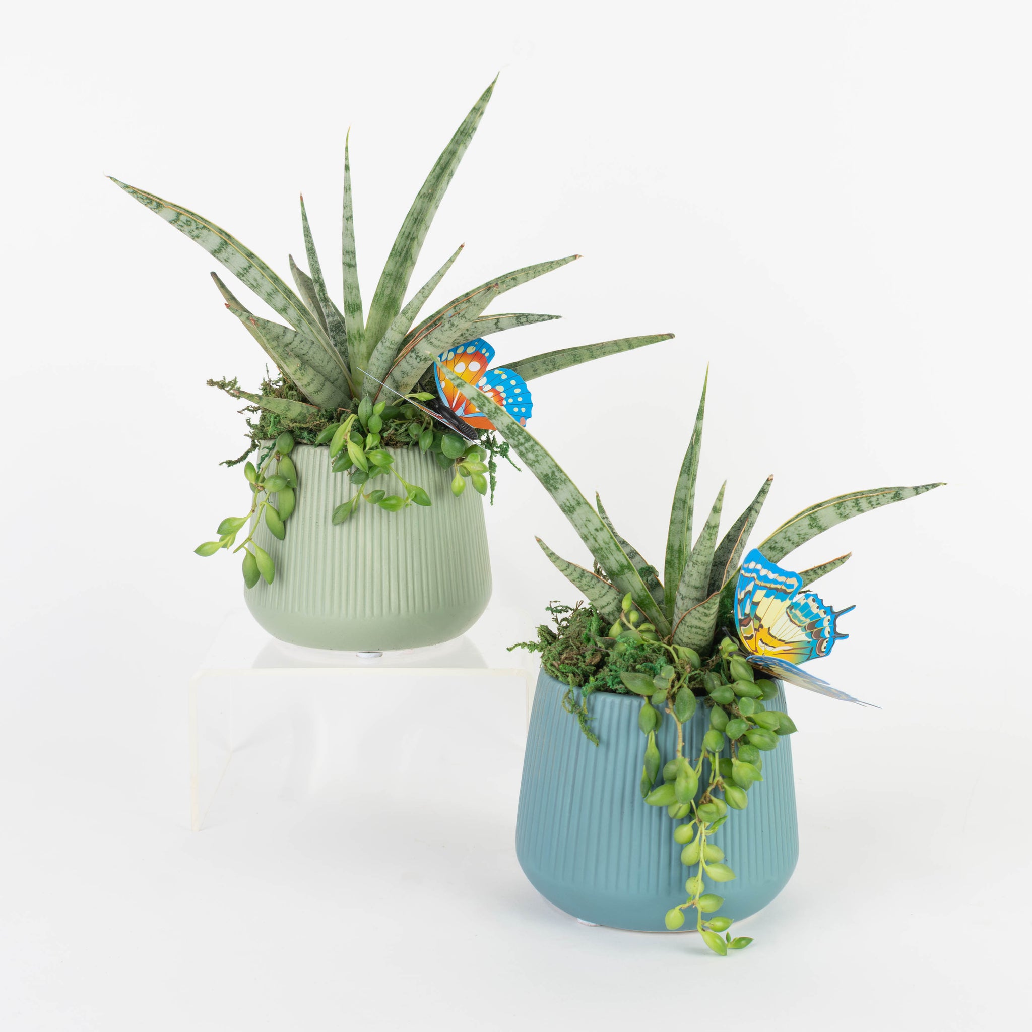 Small Ollie Spring Sansevieria Mini Garden - PAK 11 – Colasanti Farms
