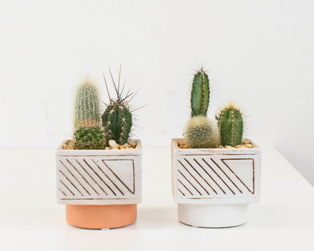 Small Sierra Cactus Arrangement