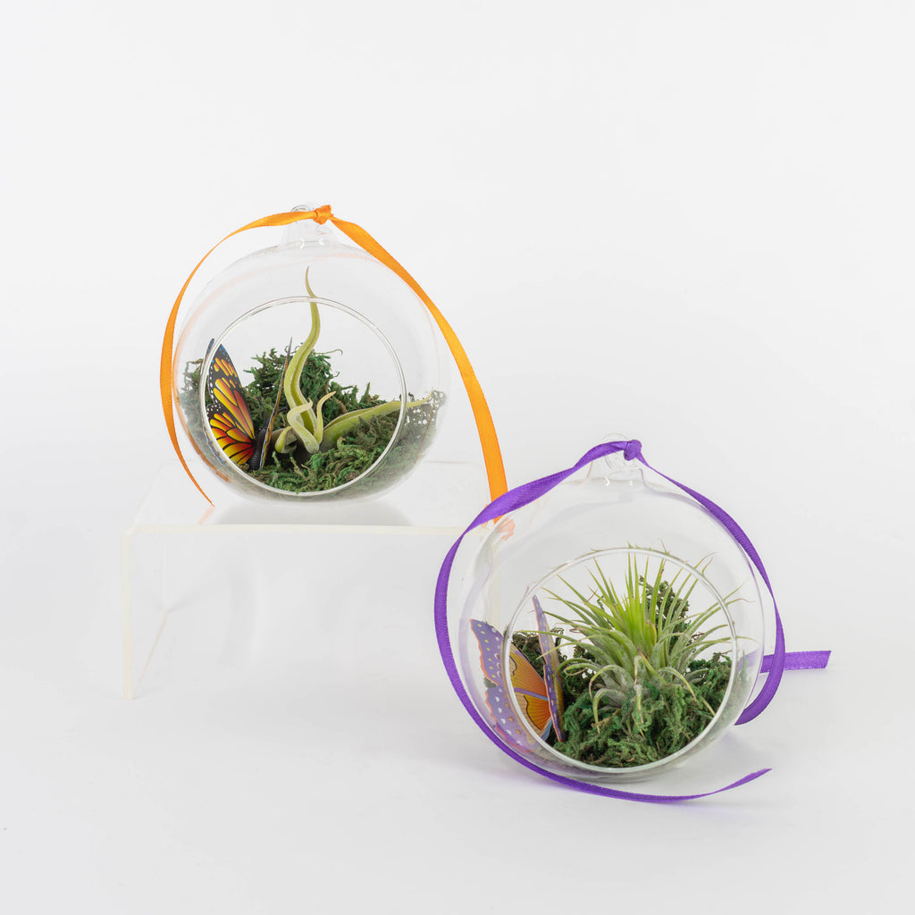 pothos orb Spring Tillandsia in Luna Orb Terrarium